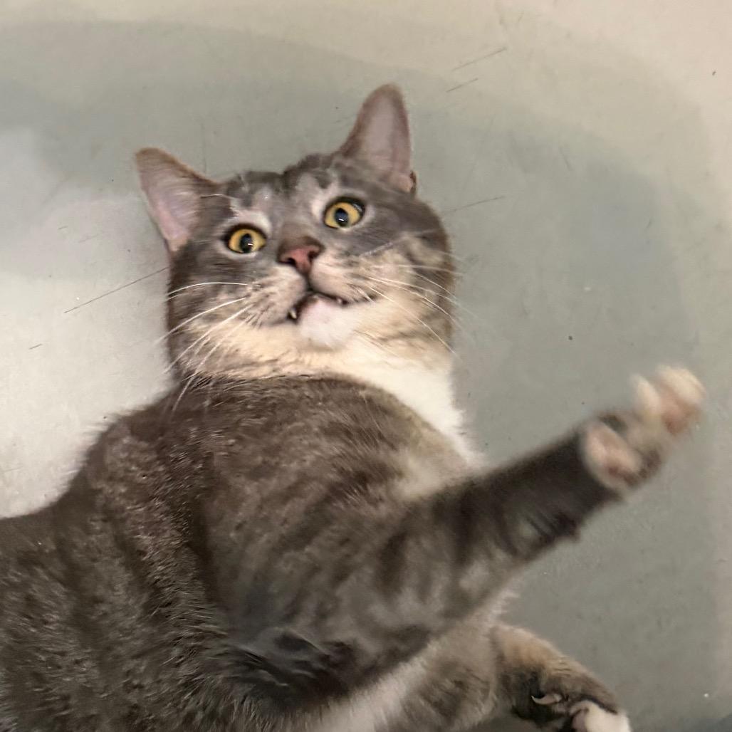 Enlarge Earl Grey, a Adoptable Domestic Short Hair in Troy, VA image 6/6