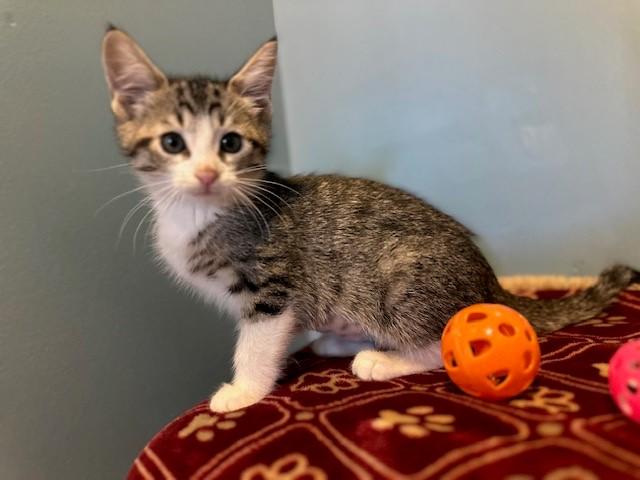 Enlarge TINA, a Adoptable Domestic Medium Hair in Santa Clara, CA image 1/1