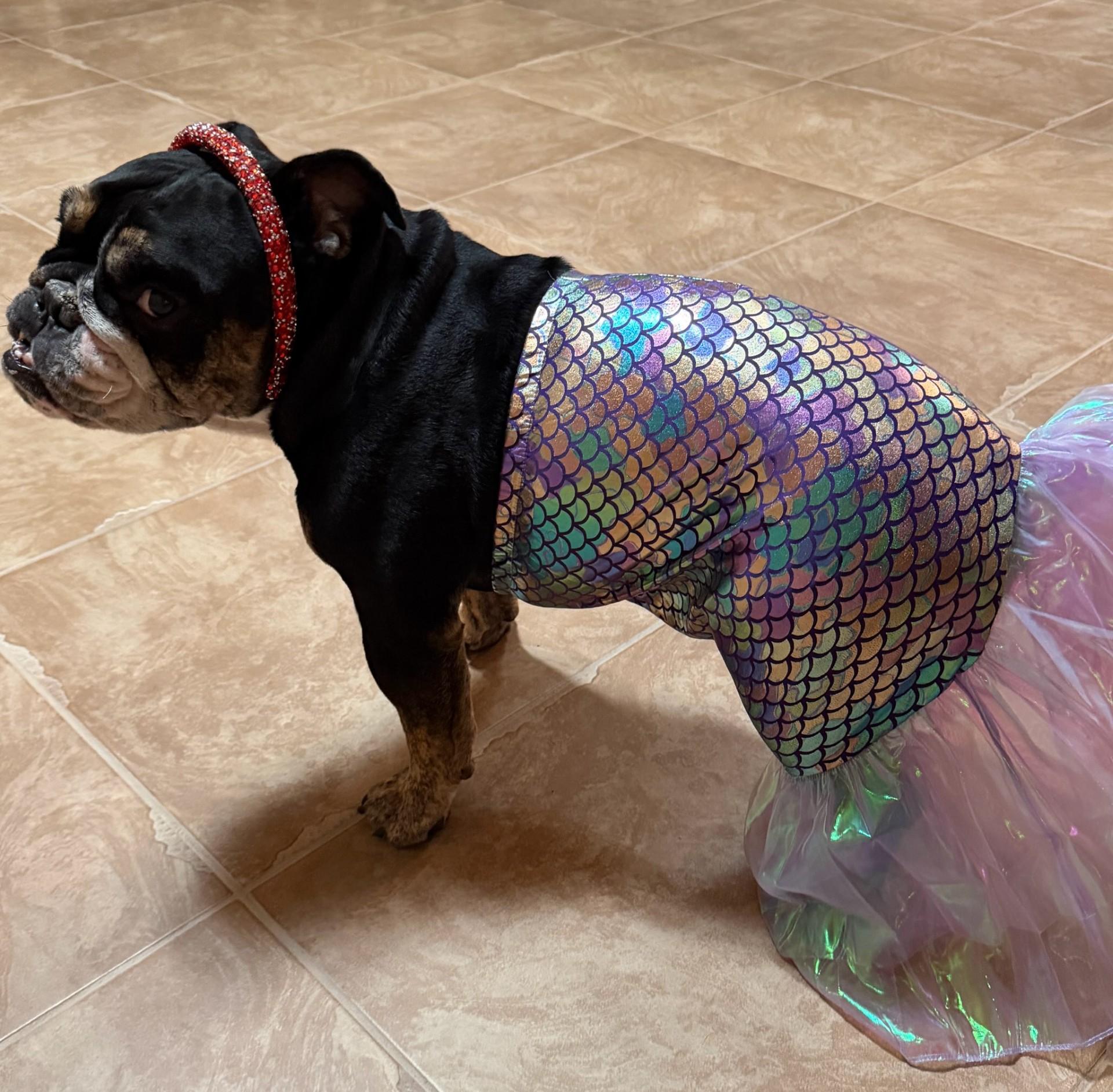 Enlarge Frankie, a Adoptable English Bulldog in Gilbert, AZ image 4/6