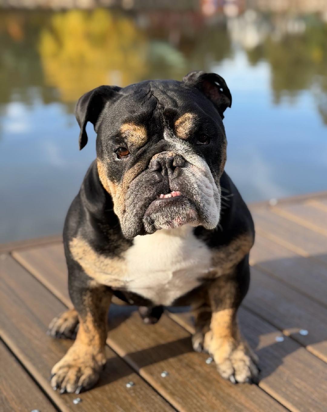 Frankie, Adoptable, Adult Male English Bulldog.