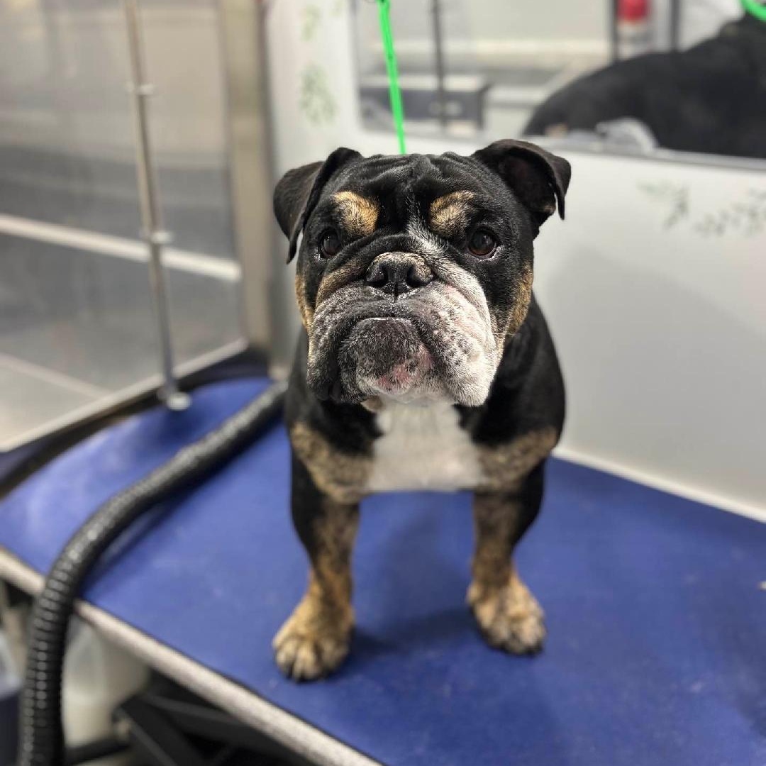 Enlarge Frankie, a Adoptable English Bulldog in Gilbert, AZ image 6/6