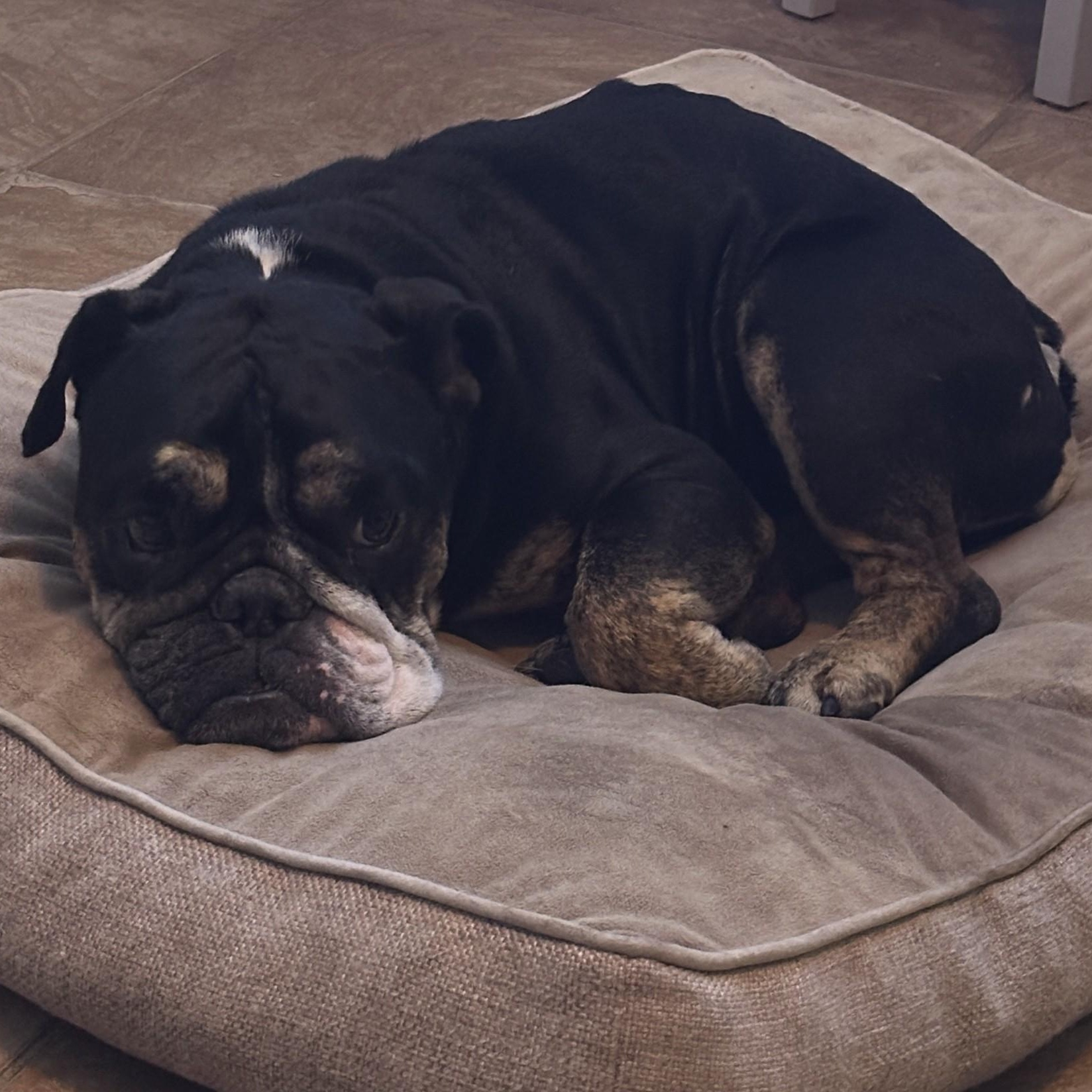 Enlarge Frankie, a Adoptable English Bulldog in Gilbert, AZ image 5/6