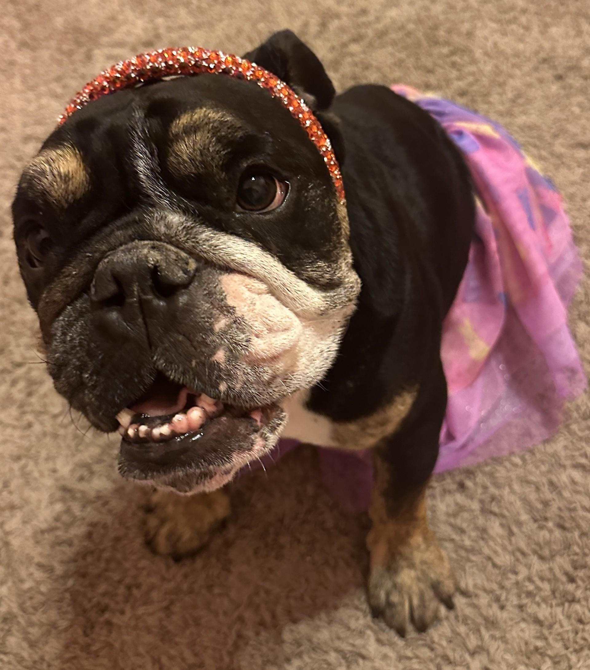 Enlarge Frankie, a Adoptable English Bulldog in Gilbert, AZ image 2/6