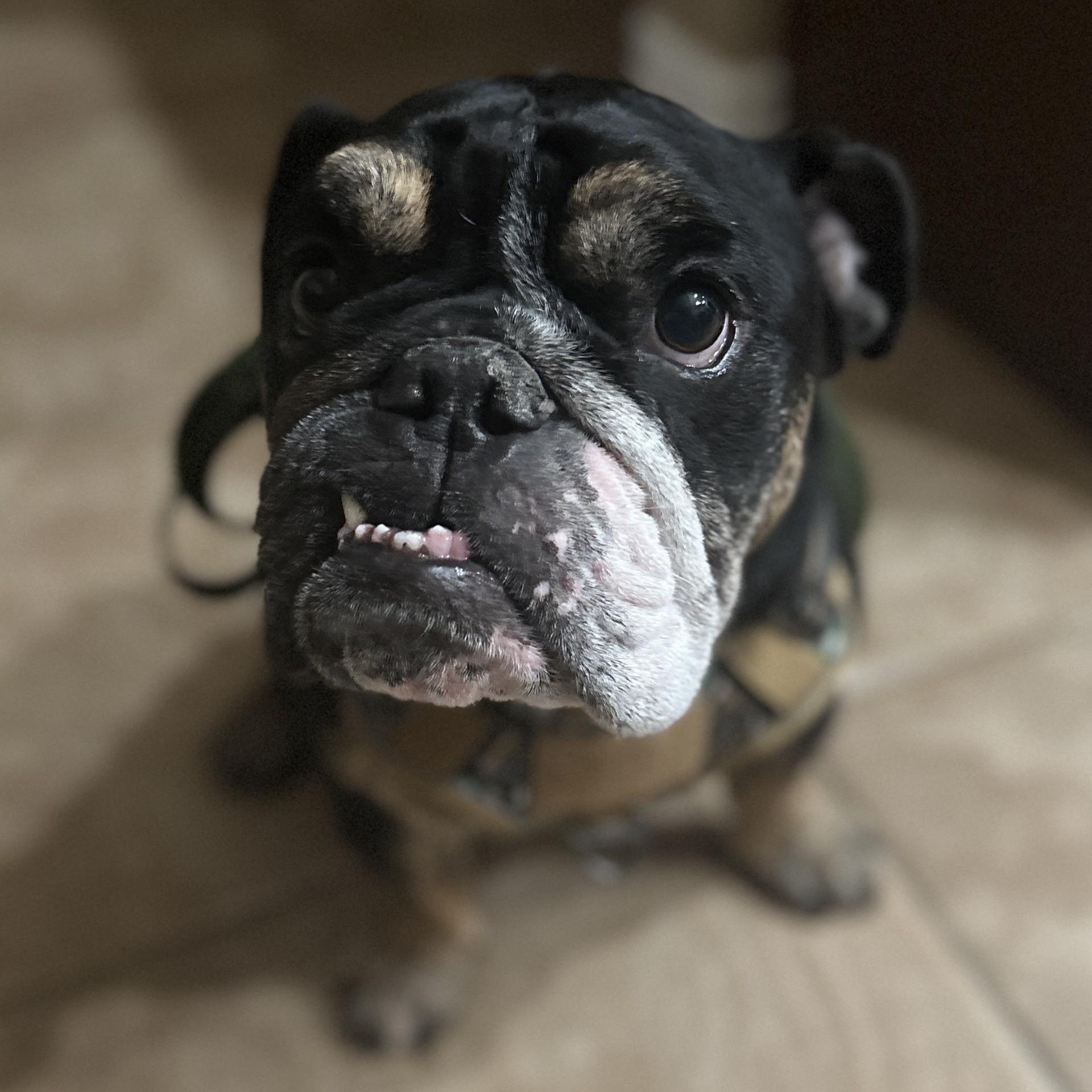 Enlarge Frankie, a Adoptable English Bulldog in Gilbert, AZ image 3/6