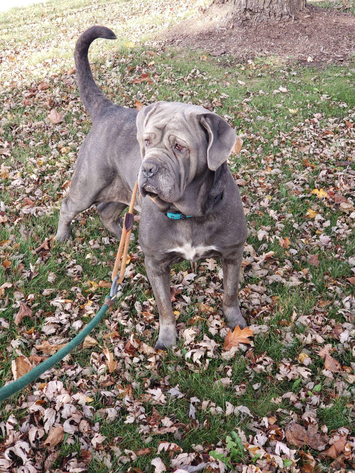 Enlarge Livia, a Adoptable Neapolitan Mastiff in Saint Charles, MO image 1/2