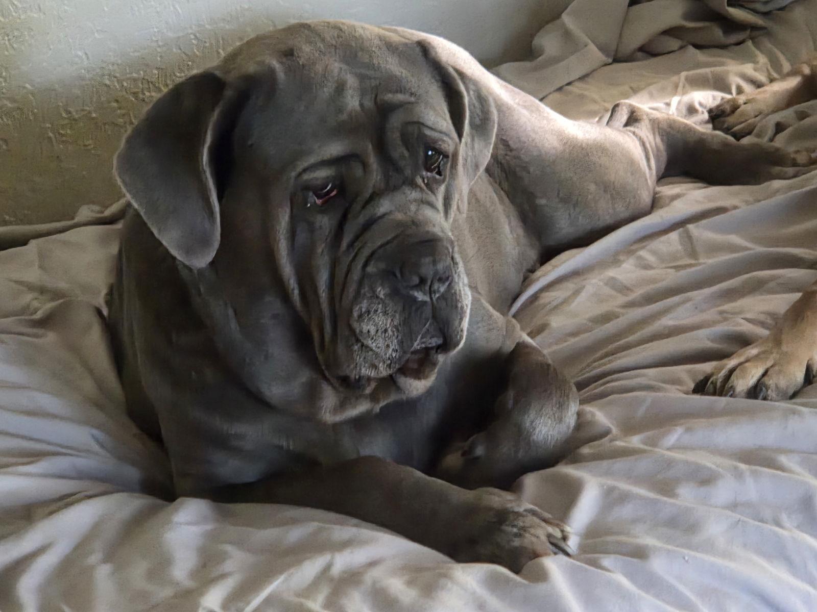 Livia, a Adoptable Neapolitan Mastiff in Saint Charles, MO image 1/3
