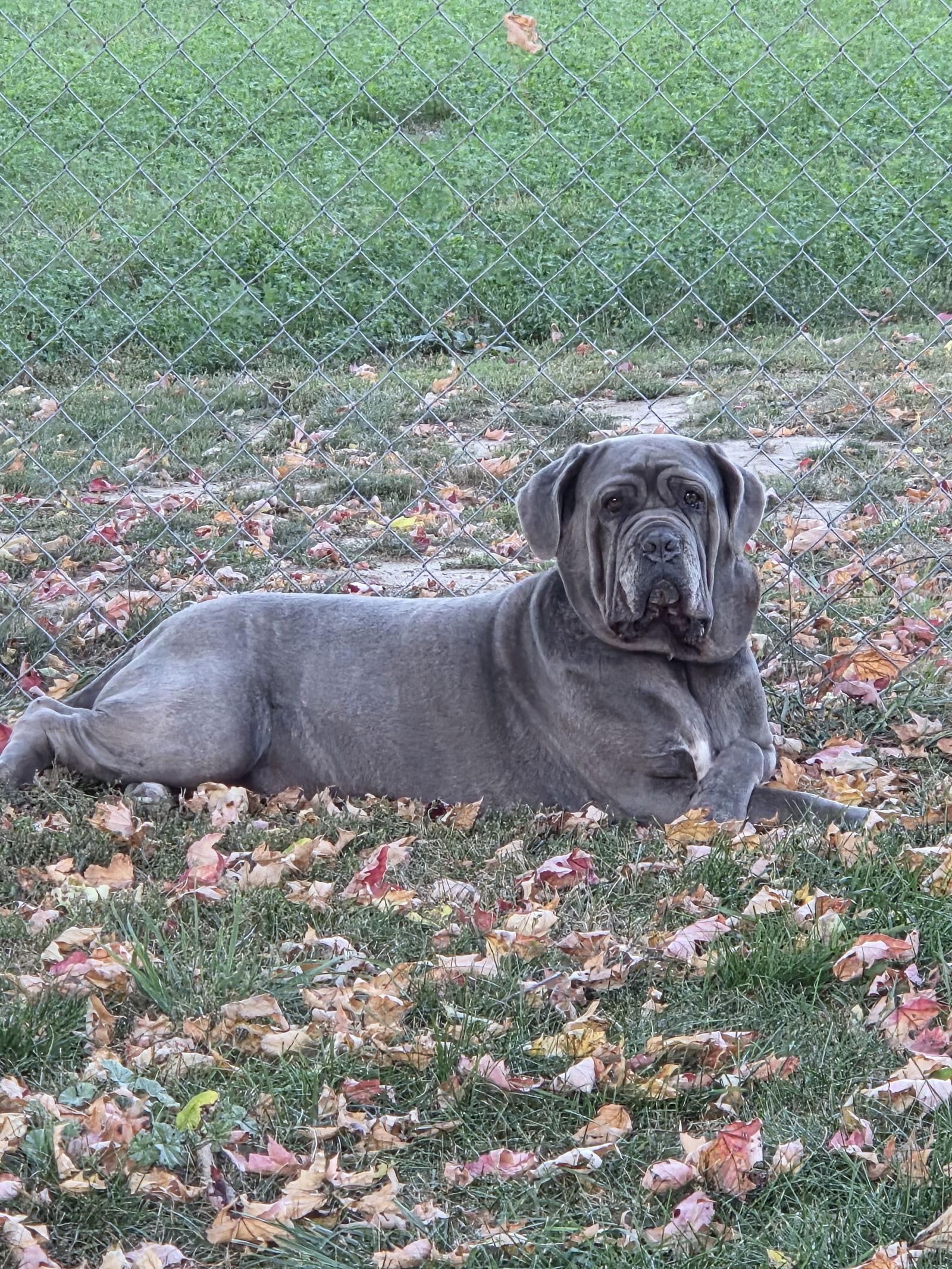Livia, a Adoptable Neapolitan Mastiff in Saint Charles, MO image 2/3