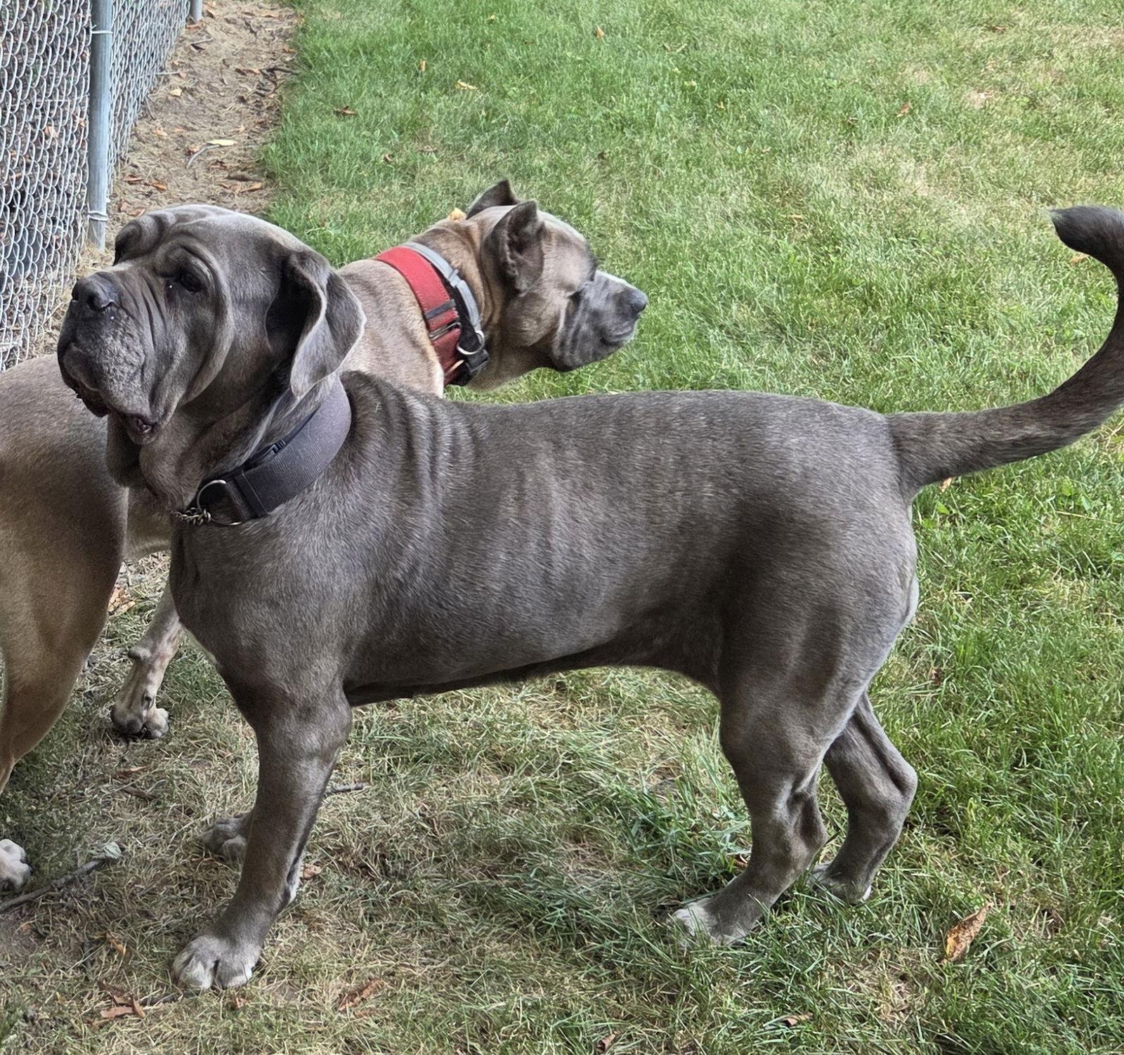 Livia, a Adoptable Neapolitan Mastiff in Saint Charles, MO image 3/3