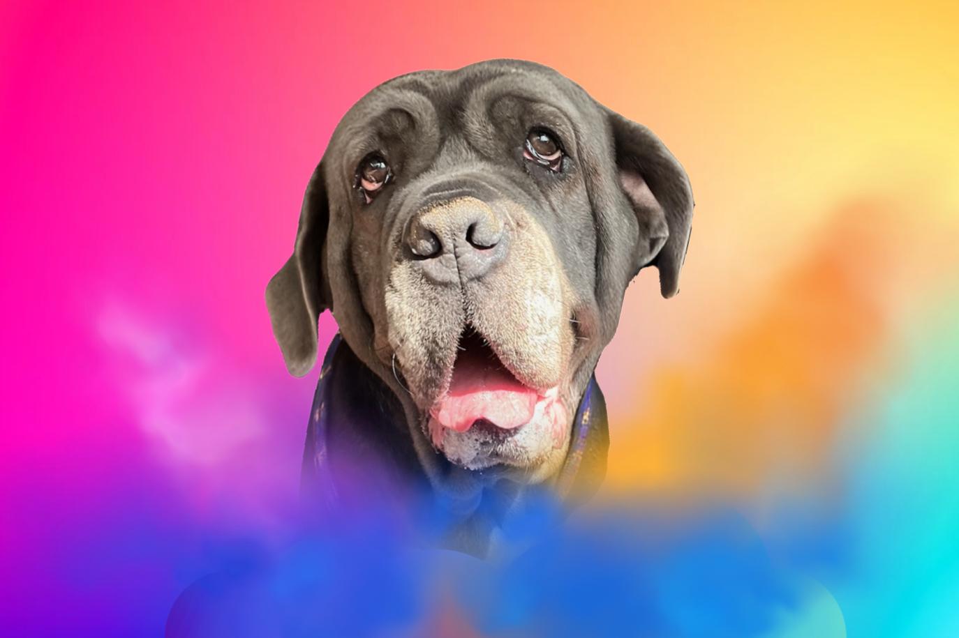 Enlarge Livia, a Adoptable Neapolitan Mastiff in Saint Charles, MO image 2/2