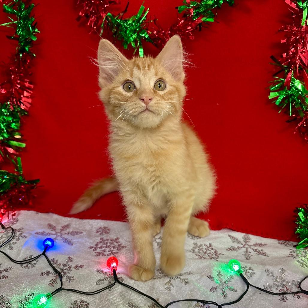 Otis, Adoptable, Kitten Male Domestic Short Hair.