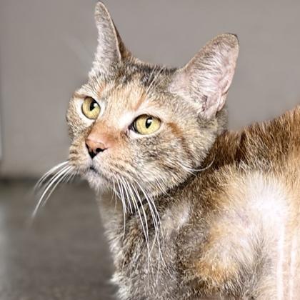 Goldie — thumbnail 2