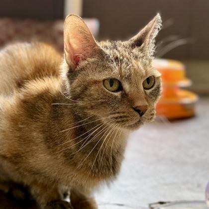 Goldie — thumbnail 3