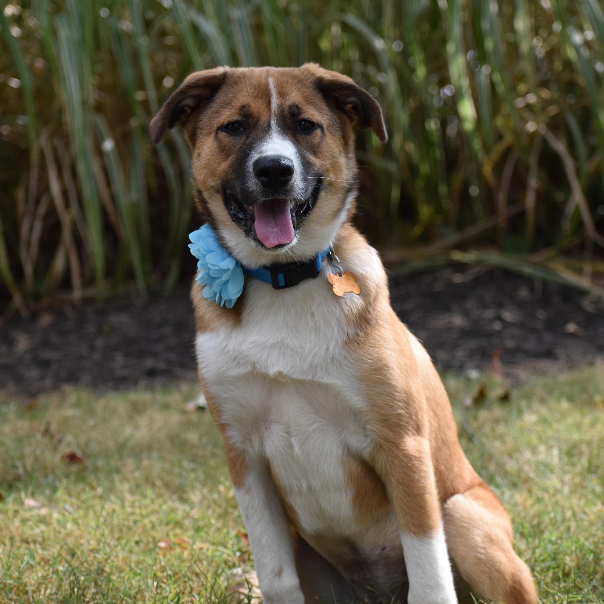 Enlarge Snickers, a Adoptable mixed breed in Spring hill, TN image 2/6