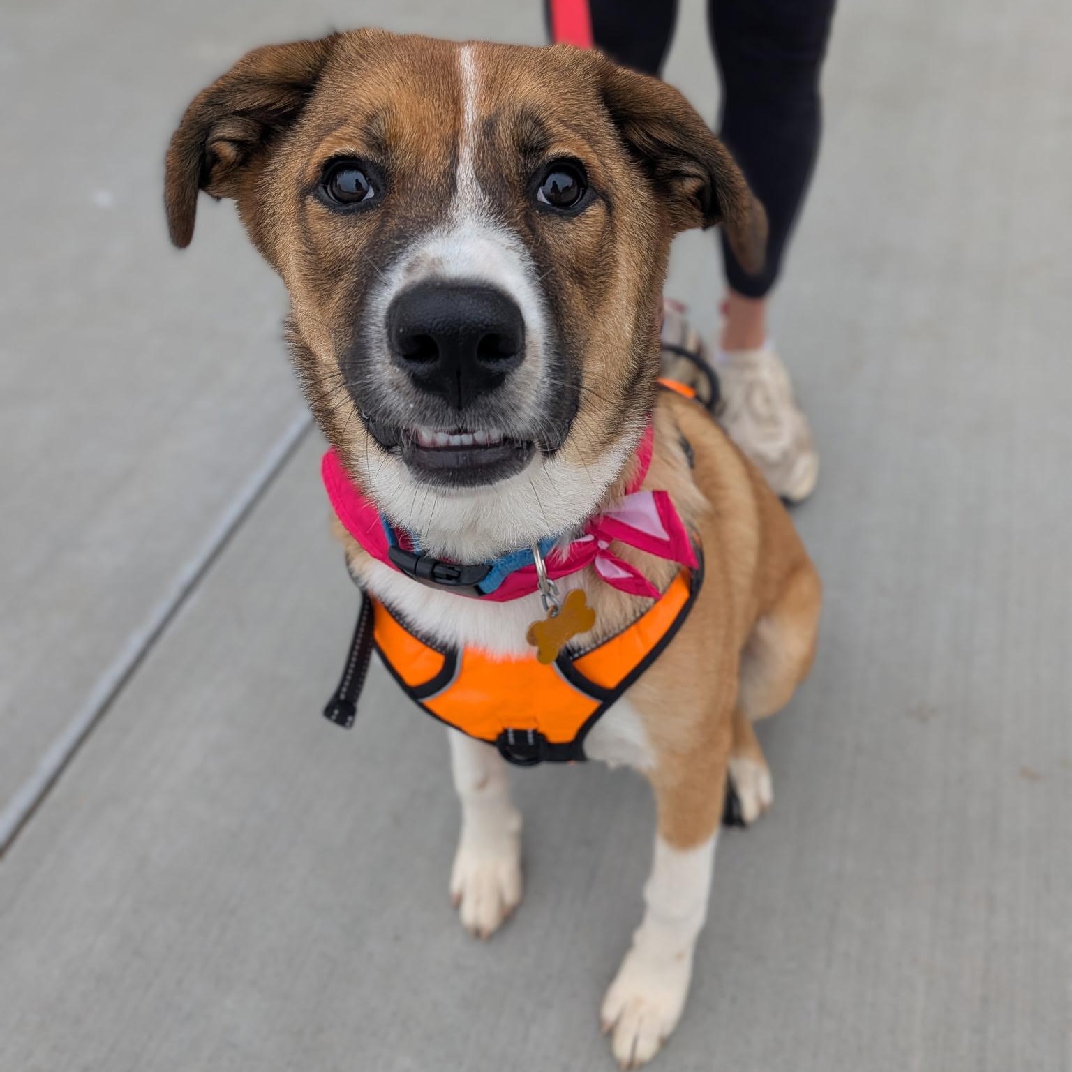 Enlarge Snickers, a Adoptable mixed breed in Spring hill, TN image 3/6