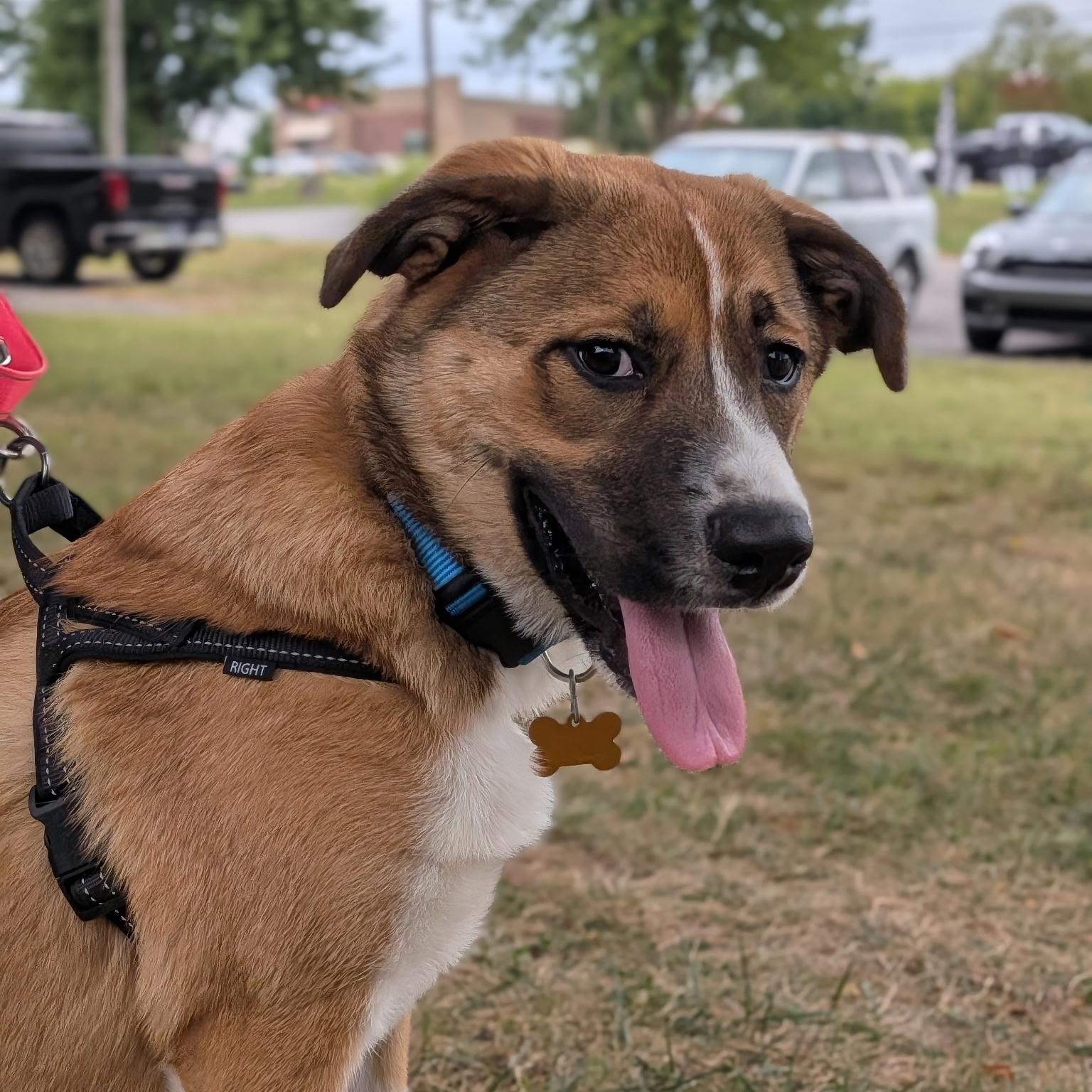 Enlarge Snickers, a Adoptable mixed breed in Spring hill, TN image 5/6