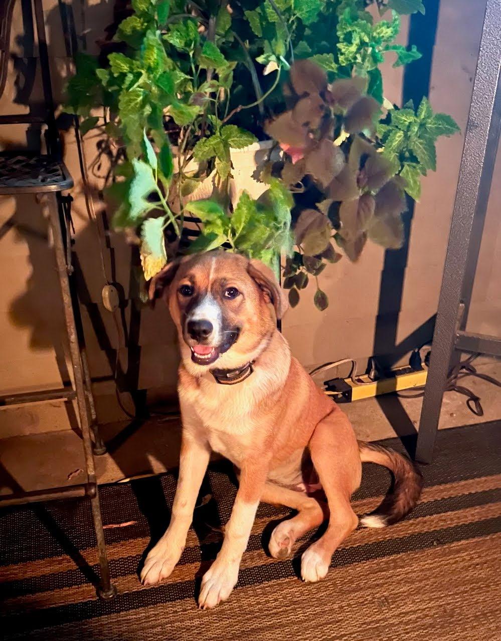 Enlarge Snickers, a Adoptable mixed breed in Spring hill, TN image 6/6