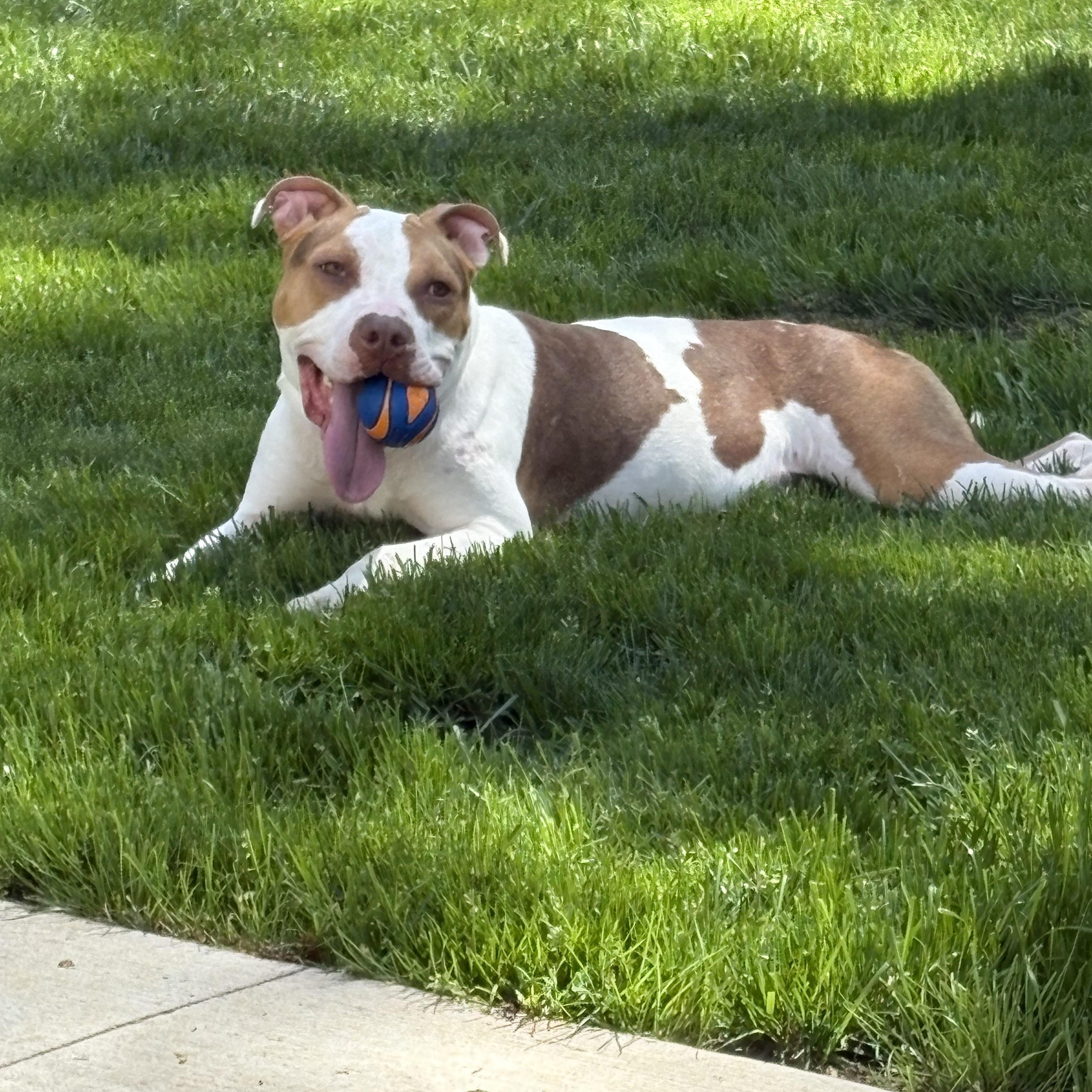 Lois