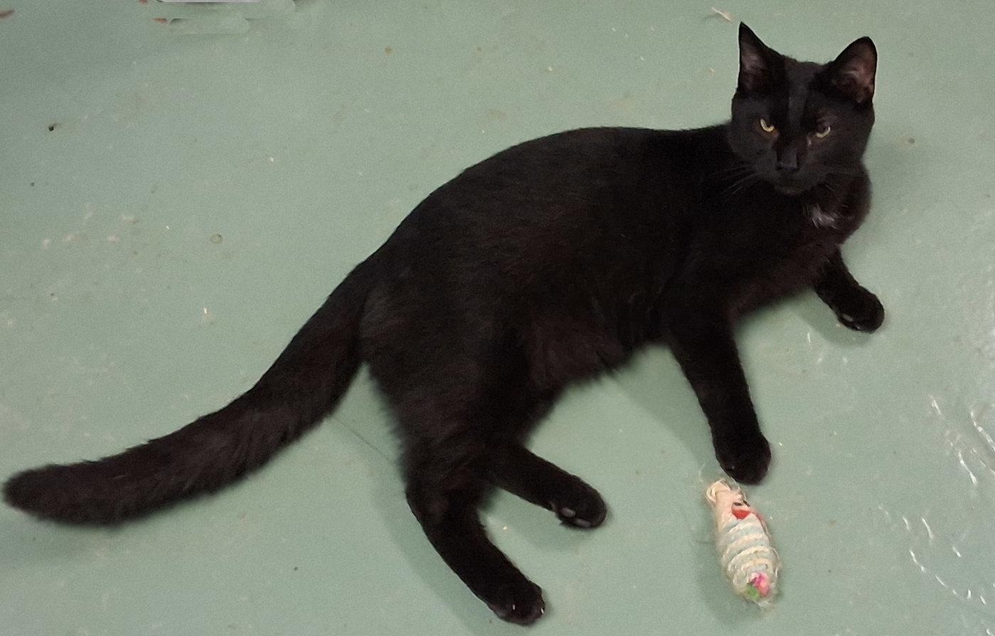 Crow, Adoptable, Kitten Male Domestic Short Hair.