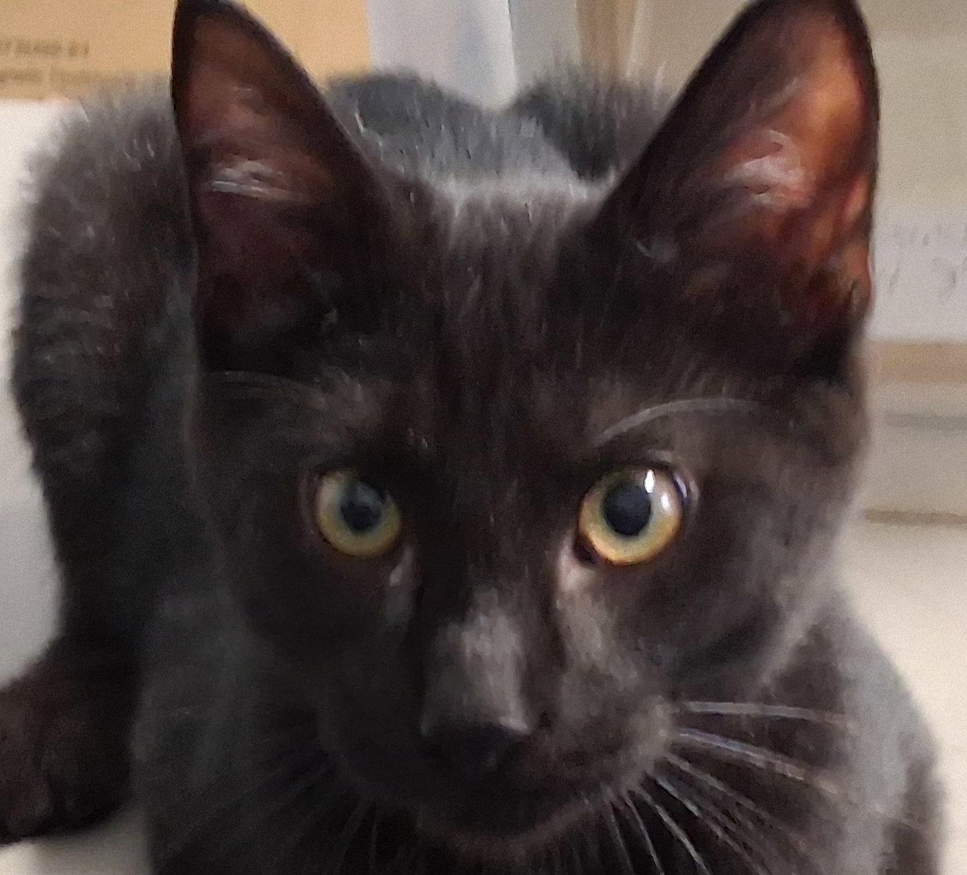 Enlarge Crow, a Adoptable Domestic Short Hair in Mcconnelsville, OH image 2/4