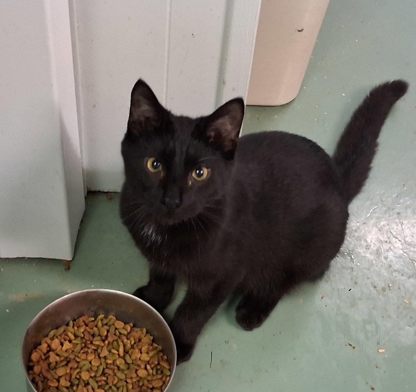 Enlarge Crow, a Adoptable Domestic Short Hair in Mcconnelsville, OH image 3/4
