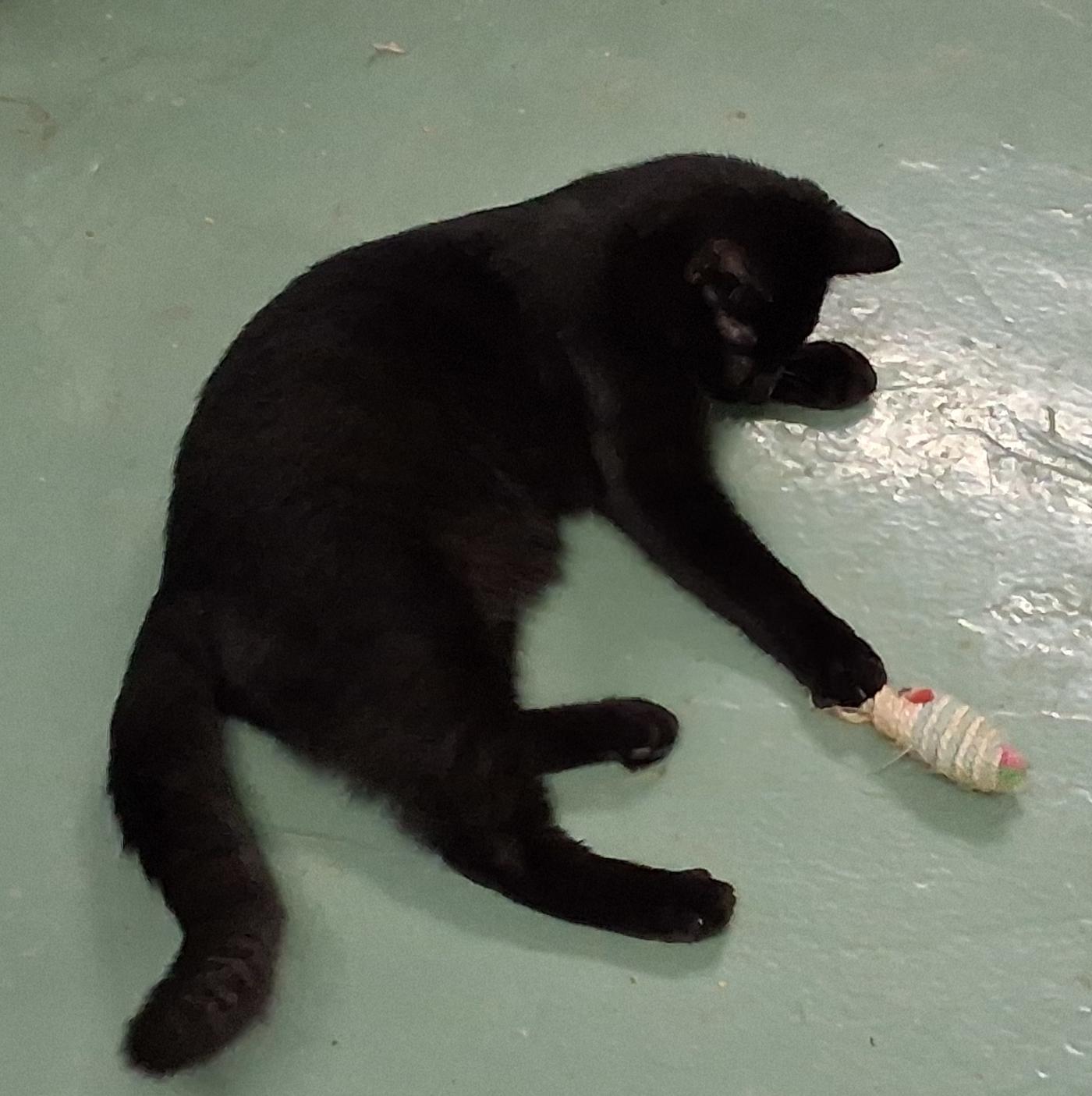 Enlarge Crow, a Adoptable Domestic Short Hair in Mcconnelsville, OH image 4/4