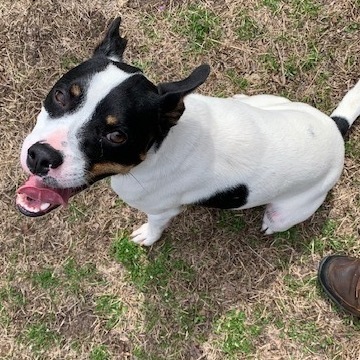 Jasper, a Adoptable mixed breed in Bella Vista, AR image 1/4