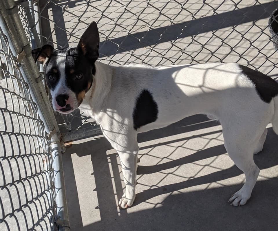 Jasper, a Adoptable mixed breed in Bella Vista, AR image 4/4