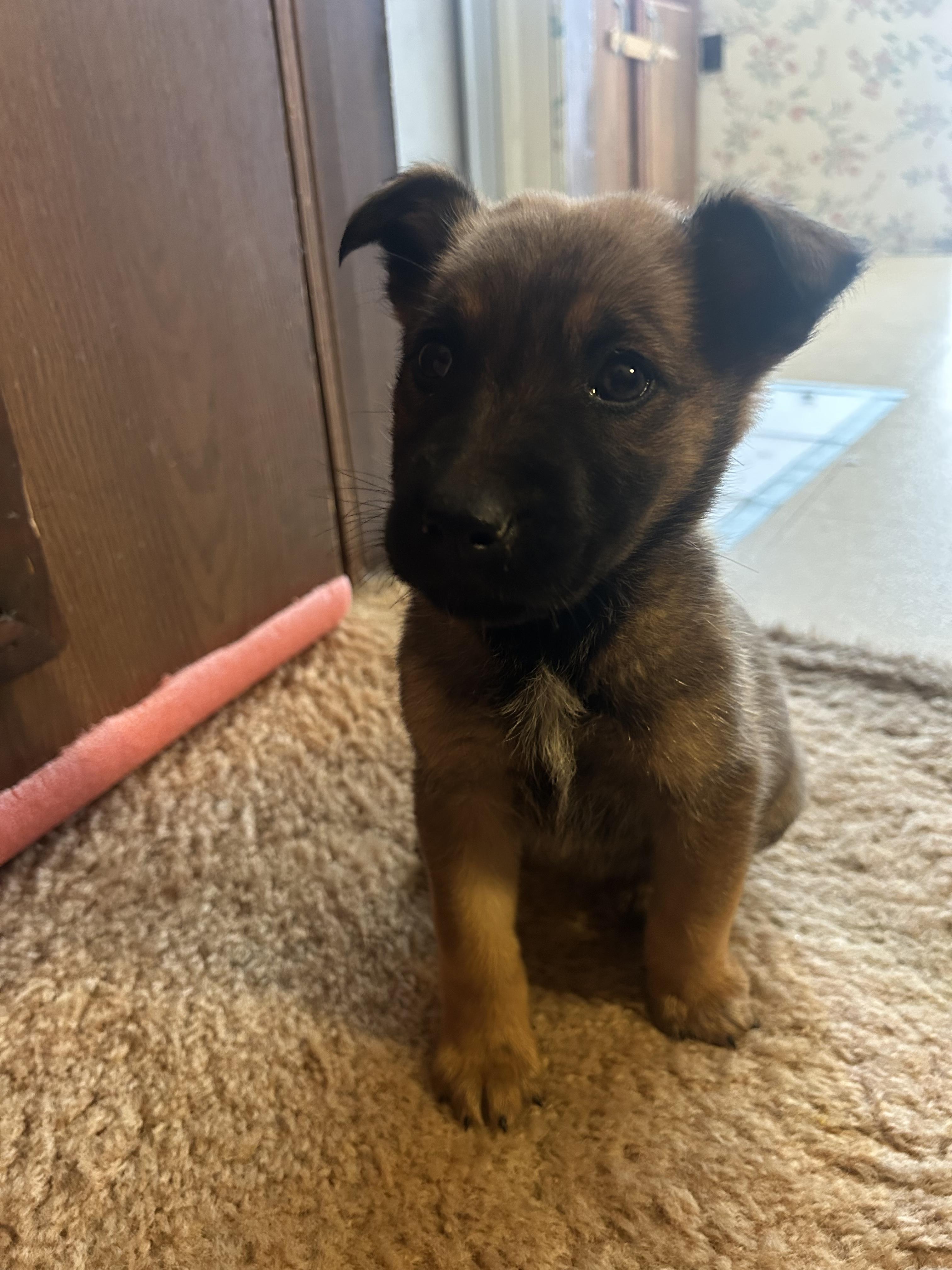 Toga, Adoptable, Puppy Female Belgian Shepherd / Malinois.