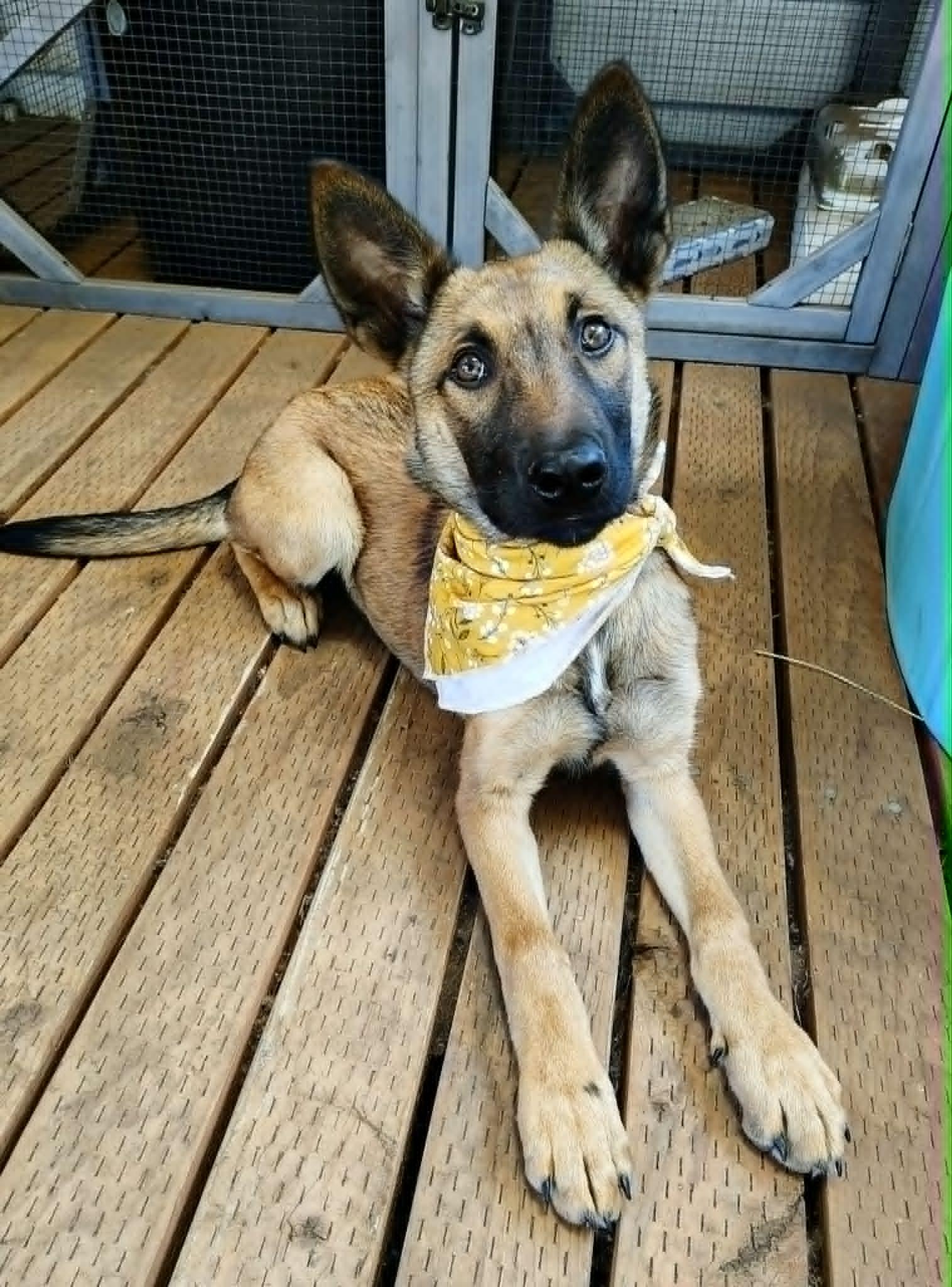 Enlarge Toga, a Adoptable Belgian Shepherd / Malinois in Vancouver, WA image 1/6