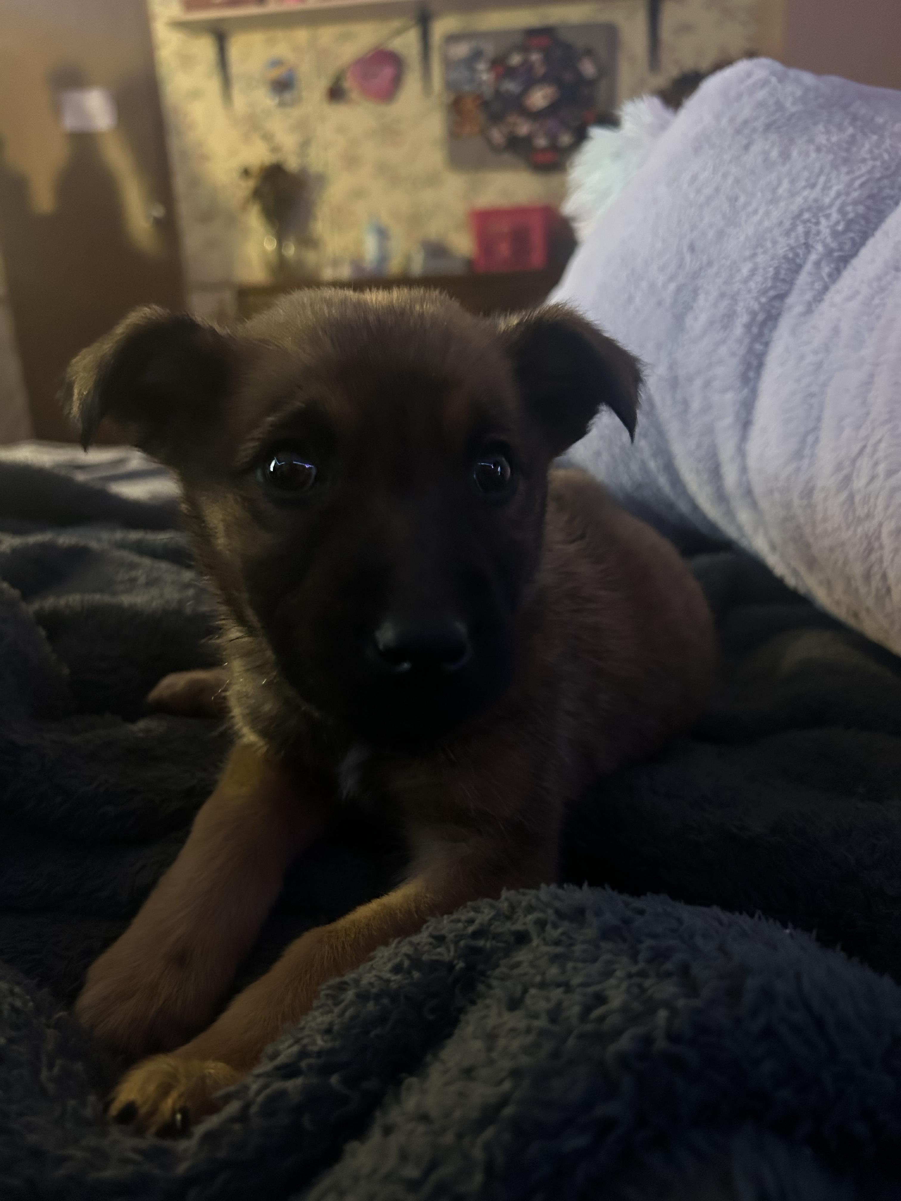Toga, a Adoptable Belgian Shepherd / Malinois in Vancouver, WA image 2/6