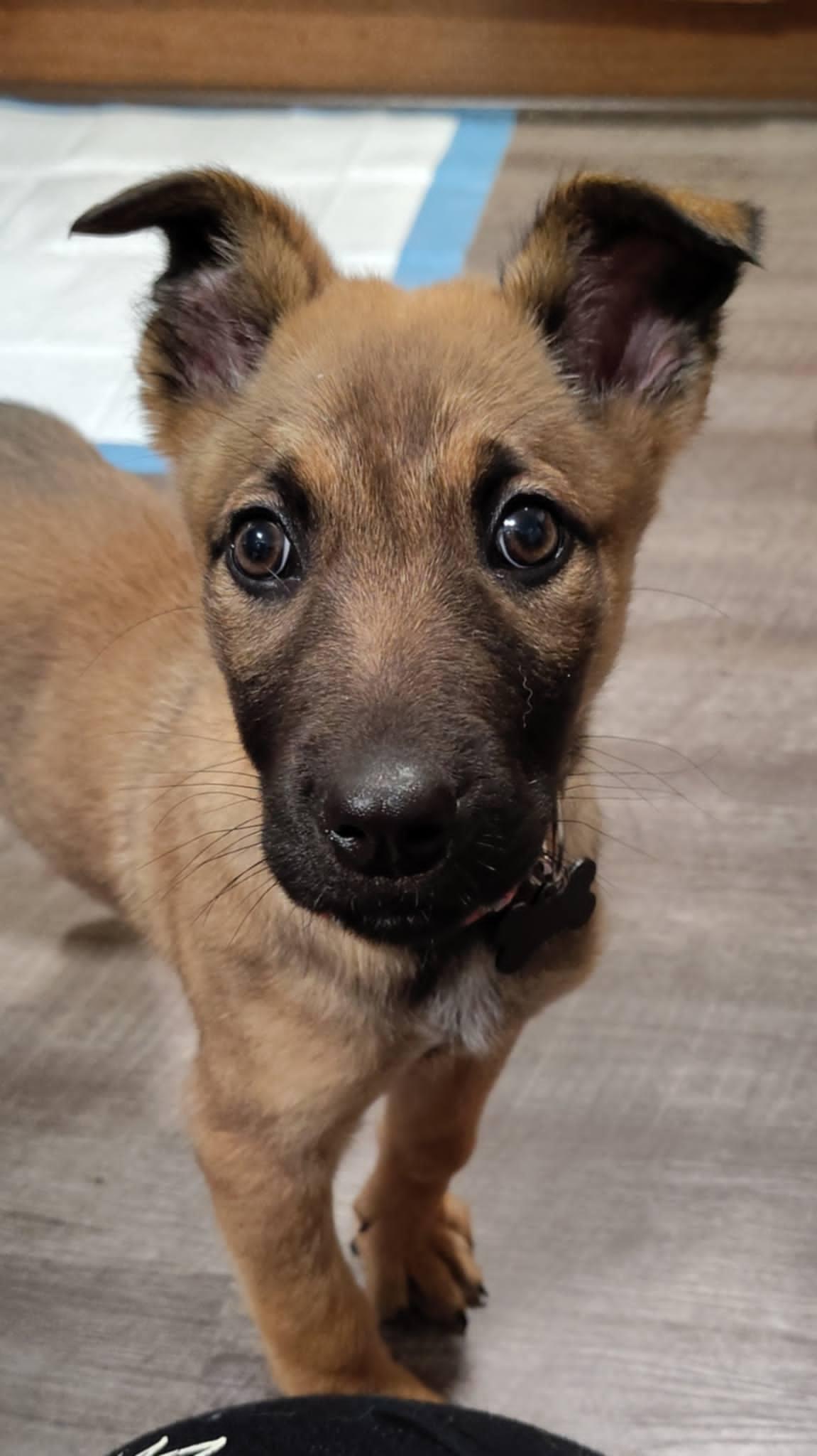 Toga, a Adoptable Belgian Shepherd / Malinois in Vancouver, WA image 3/6