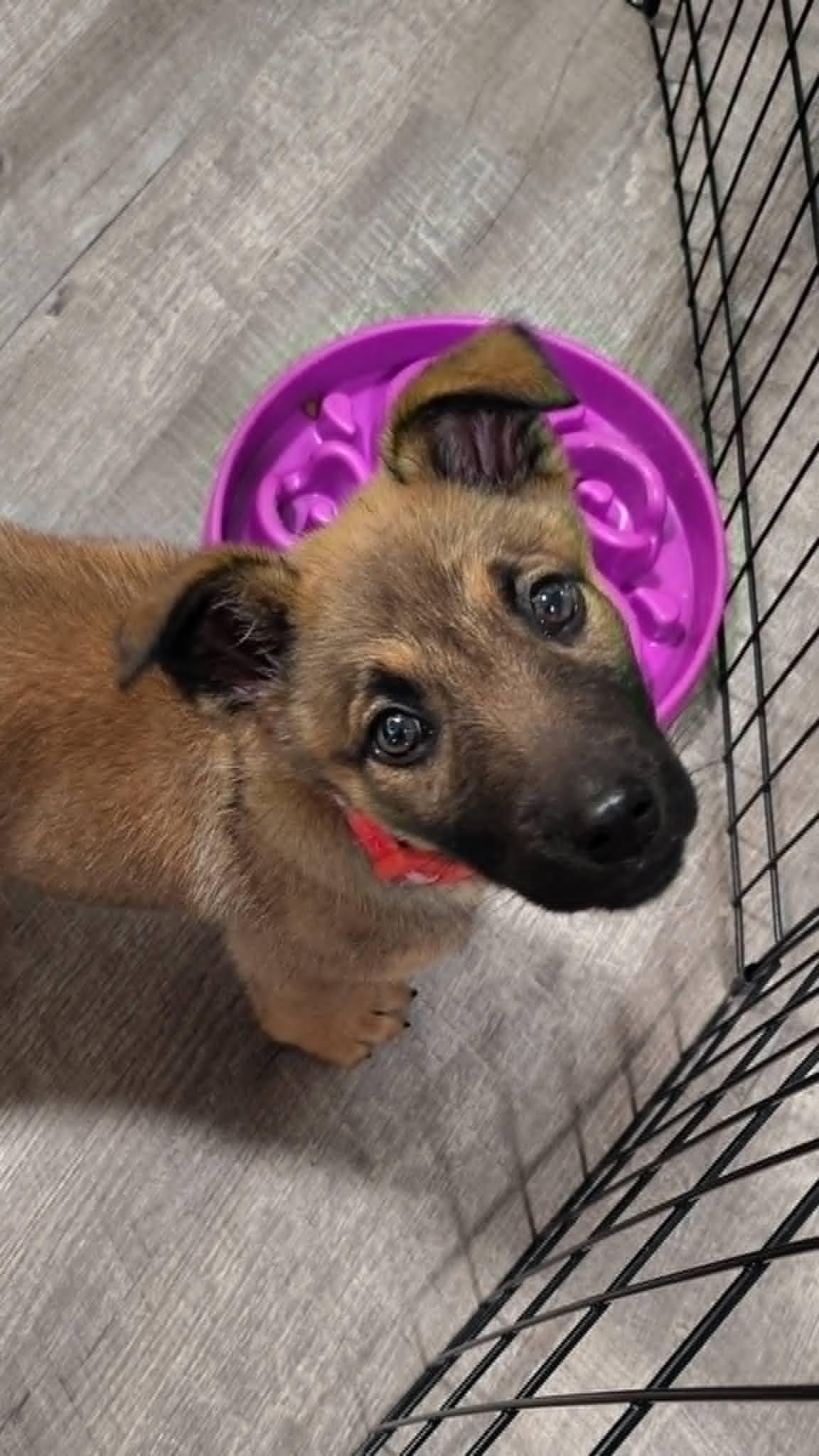 Toga, a Adoptable Belgian Shepherd / Malinois in Vancouver, WA image 4/6