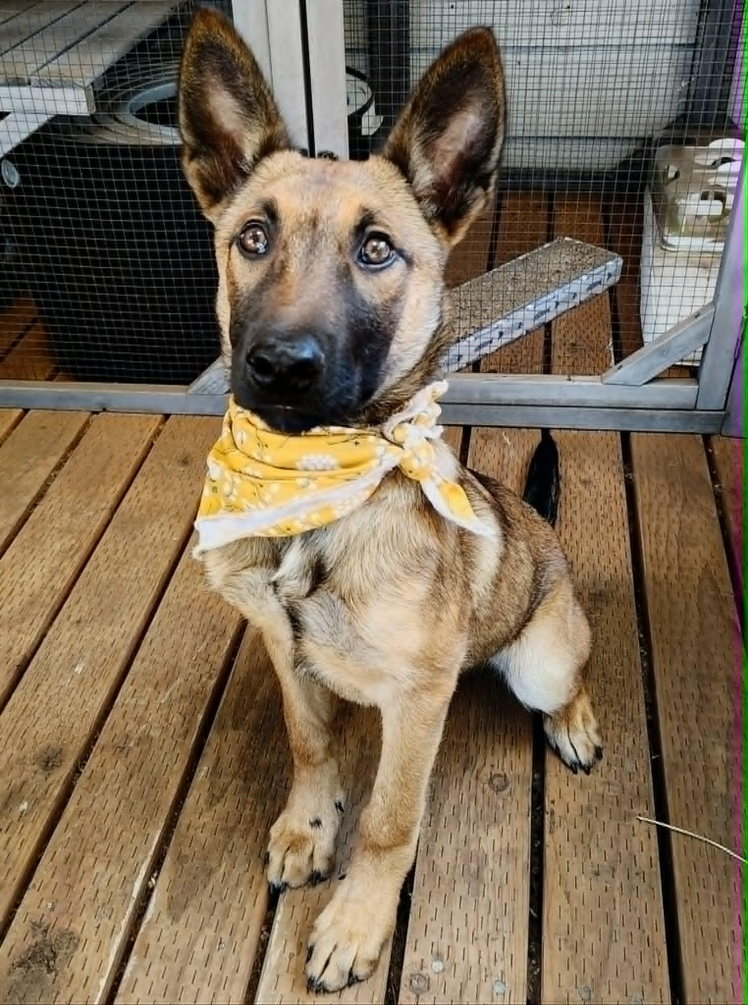 Enlarge Toga, a Adoptable Belgian Shepherd / Malinois in Vancouver, WA image 4/6