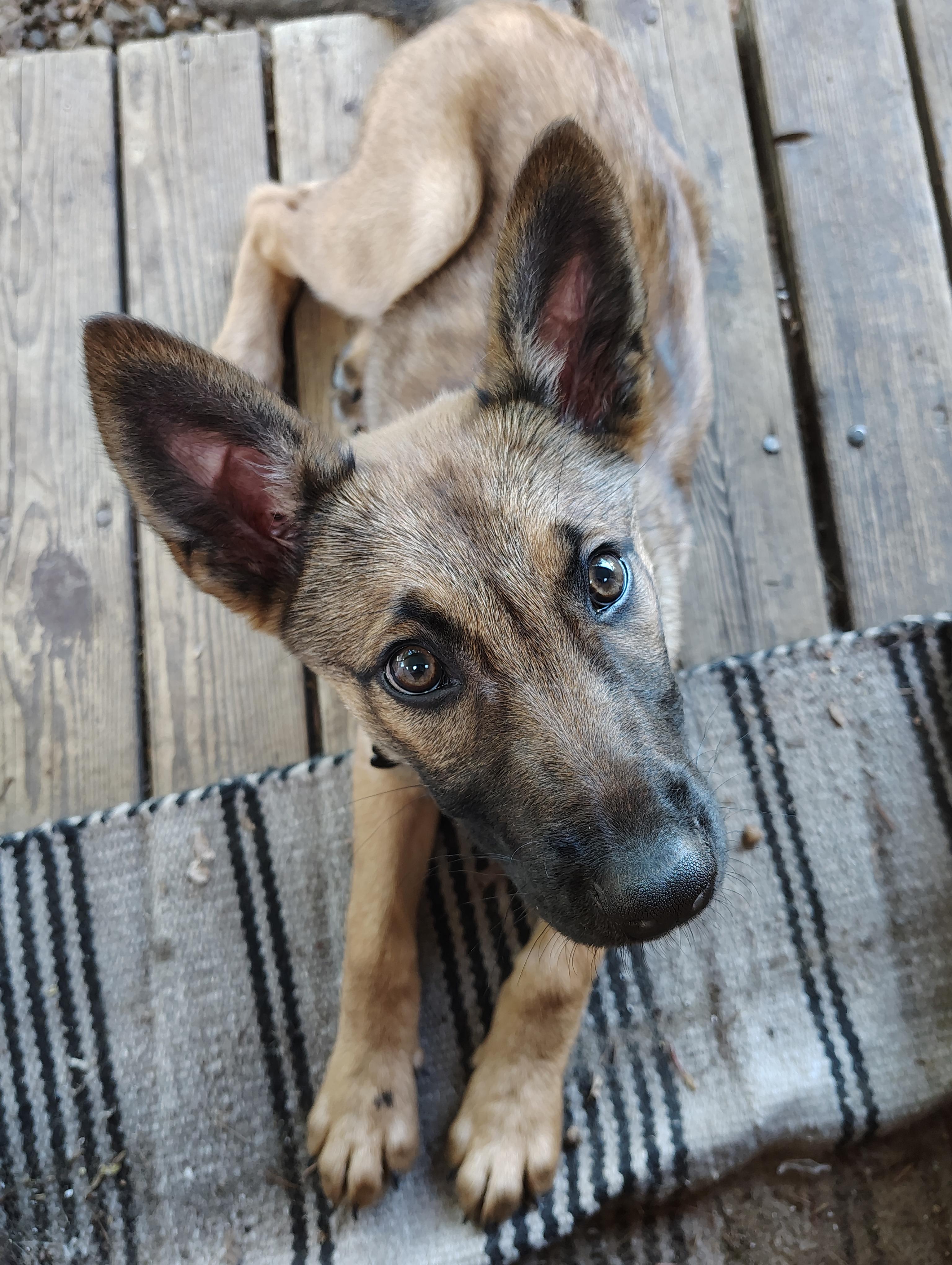Toga, a Adoptable Belgian Shepherd / Malinois in Vancouver, WA image 5/6