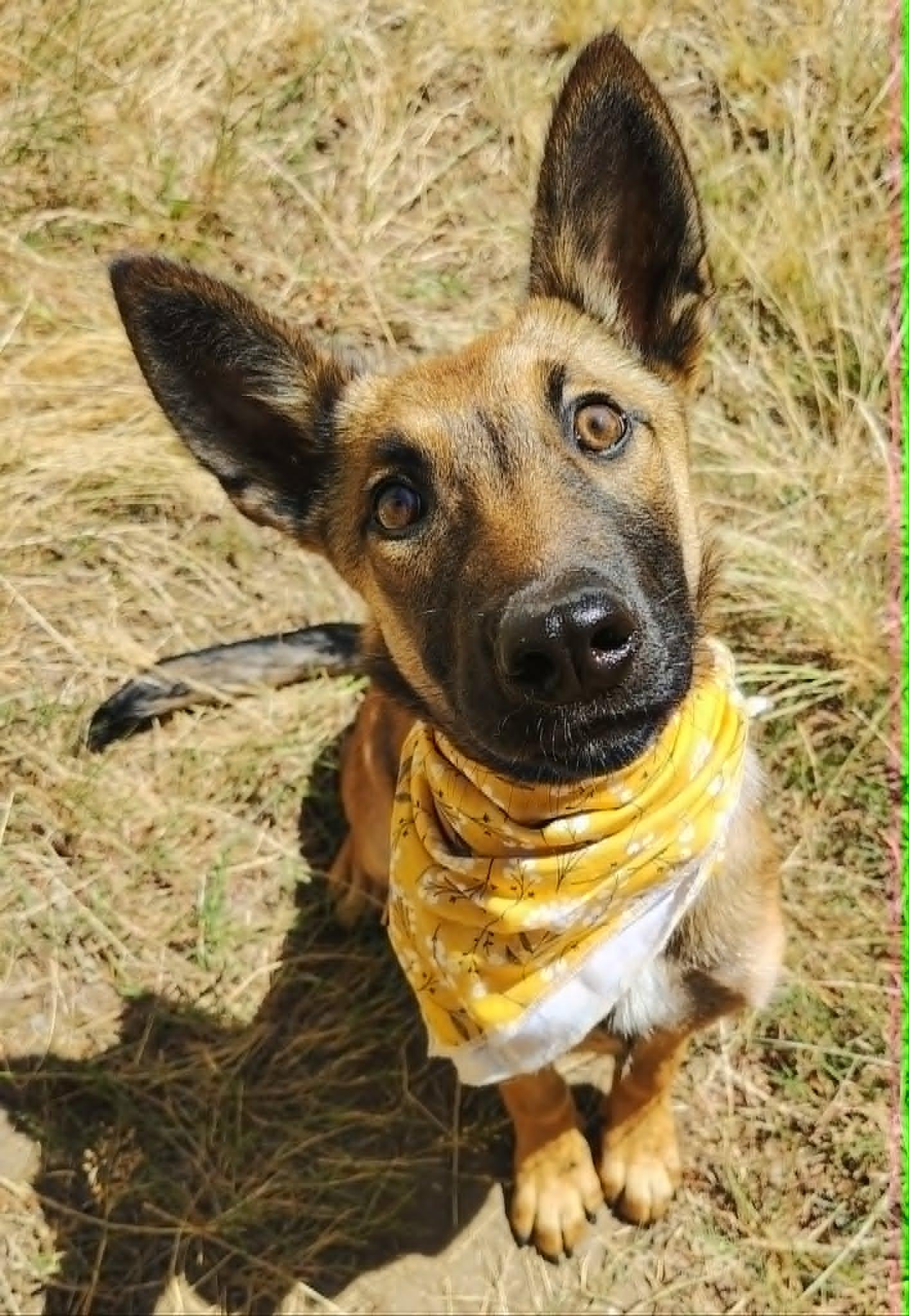 Enlarge Toga, a Adoptable Belgian Shepherd / Malinois in Vancouver, WA image 6/6
