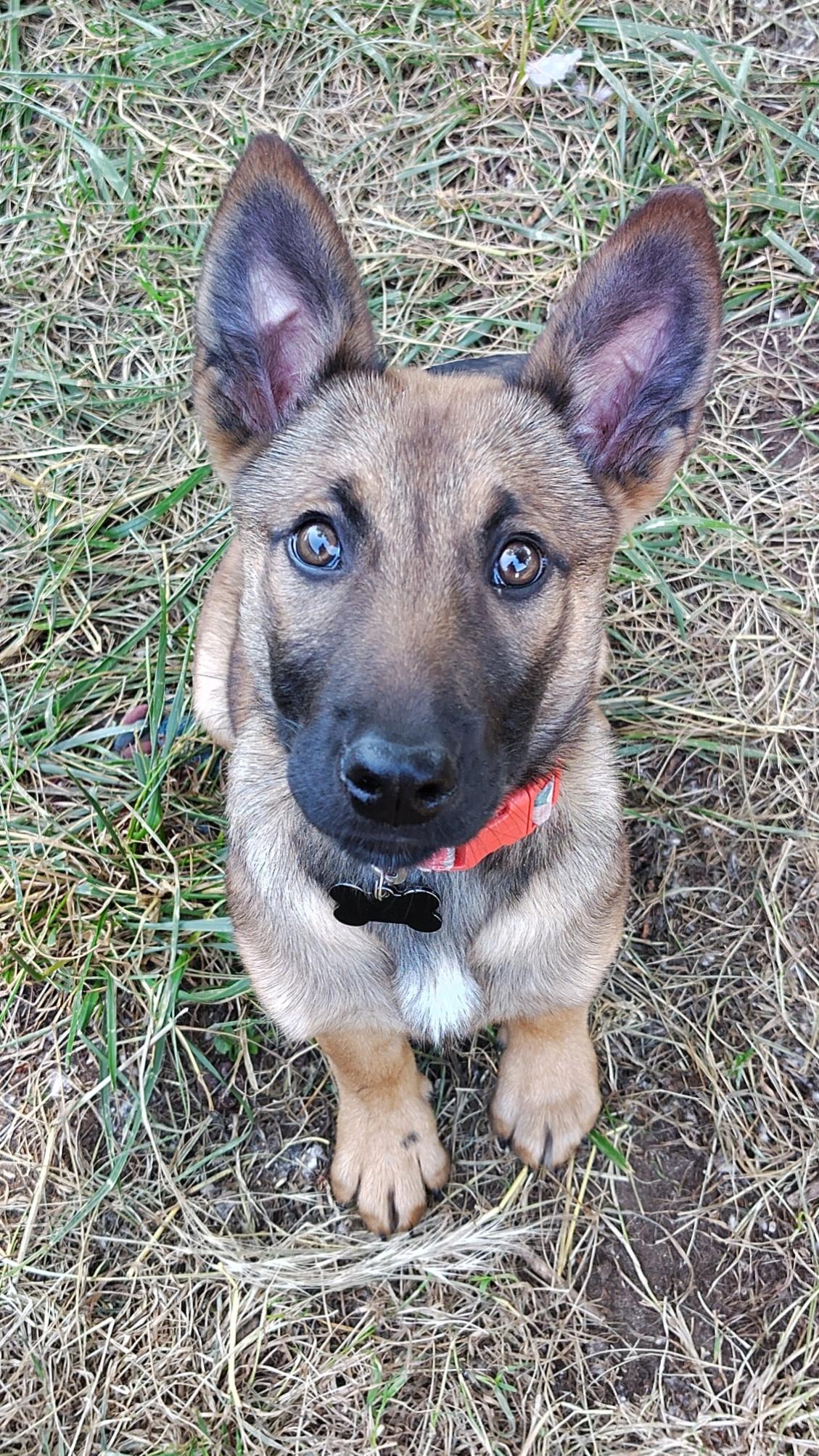 Toga, a Adoptable Belgian Shepherd / Malinois in Vancouver, WA image 6/6
