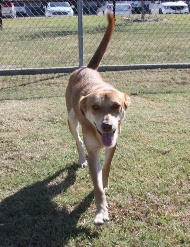 Enlarge Taffy, a Adoptable mixed breed in Sunnyvale, TX image 1/6