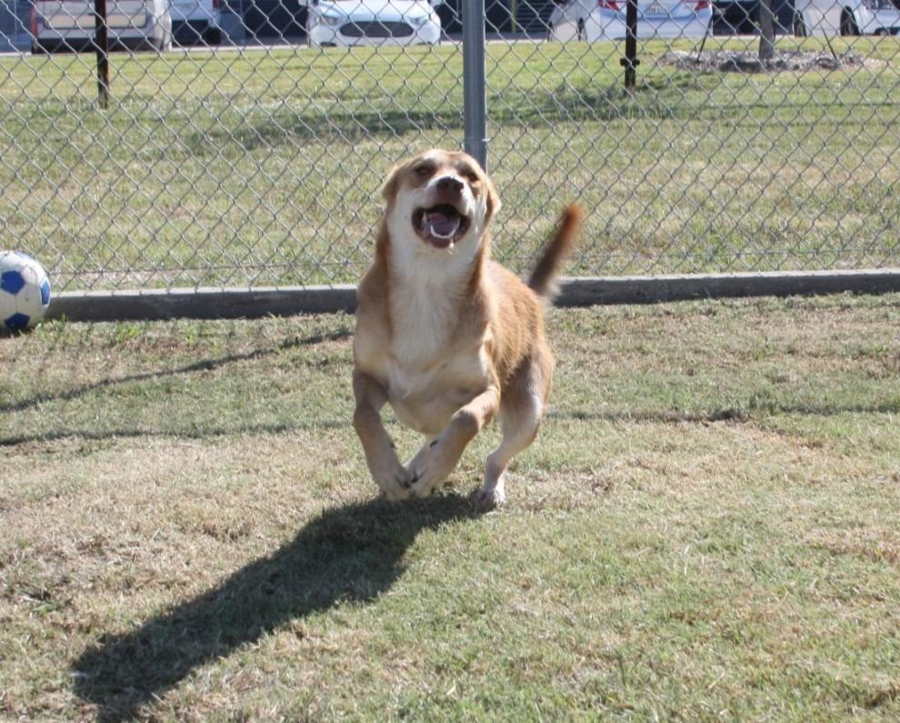 Enlarge Taffy, a Adoptable mixed breed in Sunnyvale, TX image 3/6