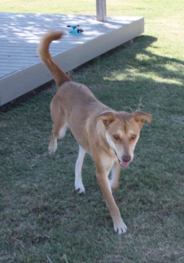 Taffy, Adoptable, Adult Female Mixed Breed.