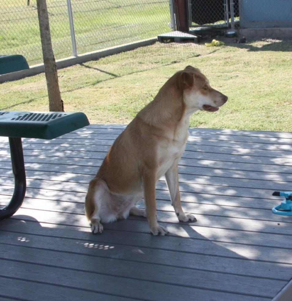 Enlarge Taffy, a Adoptable mixed breed in Sunnyvale, TX image 4/6