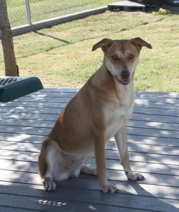 Enlarge Taffy, a Adoptable mixed breed in Sunnyvale, TX image 5/6