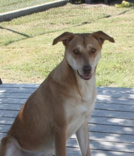 Enlarge Taffy, a Adoptable mixed breed in Sunnyvale, TX image 6/6