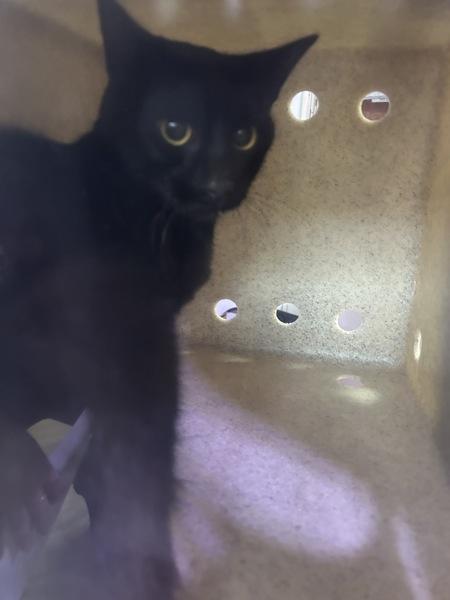 Working Cat- Rasha, Adoptable, Young Female Domestic Short Hair.