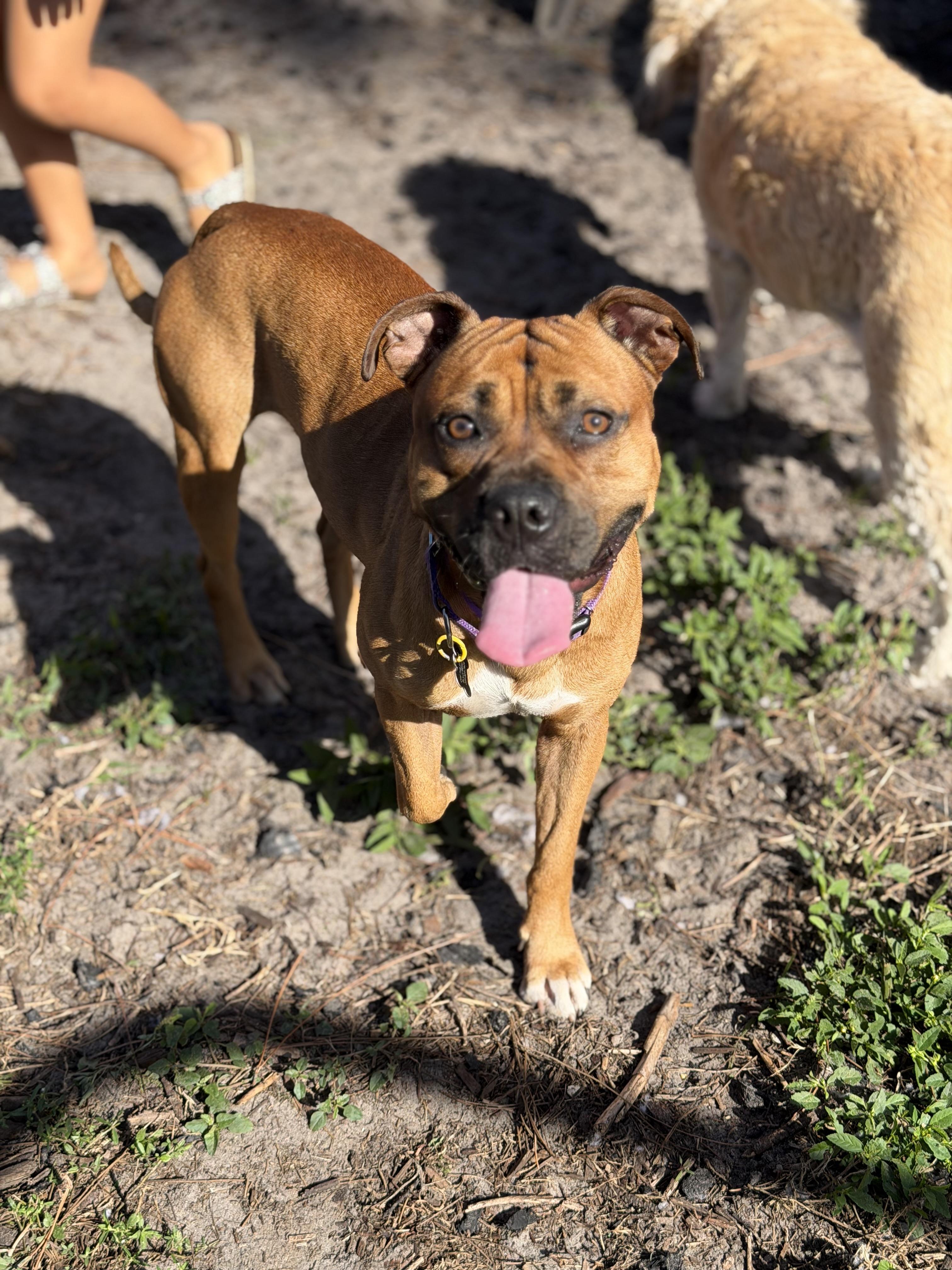 Enlarge Buck, a Adoptable mixed breed in Naples, FL image 1/5