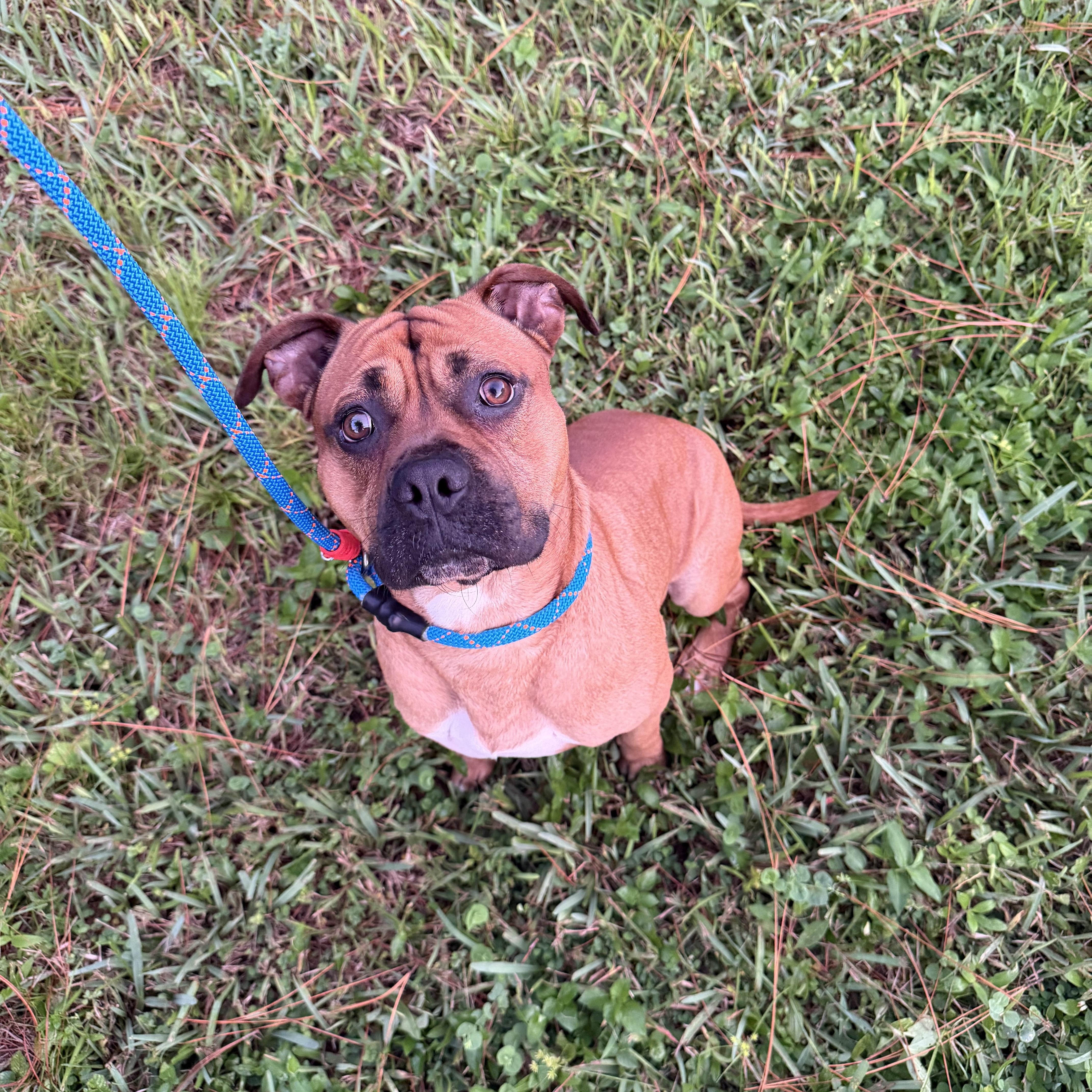 Enlarge Buck, a Adoptable mixed breed in Naples, FL image 3/5
