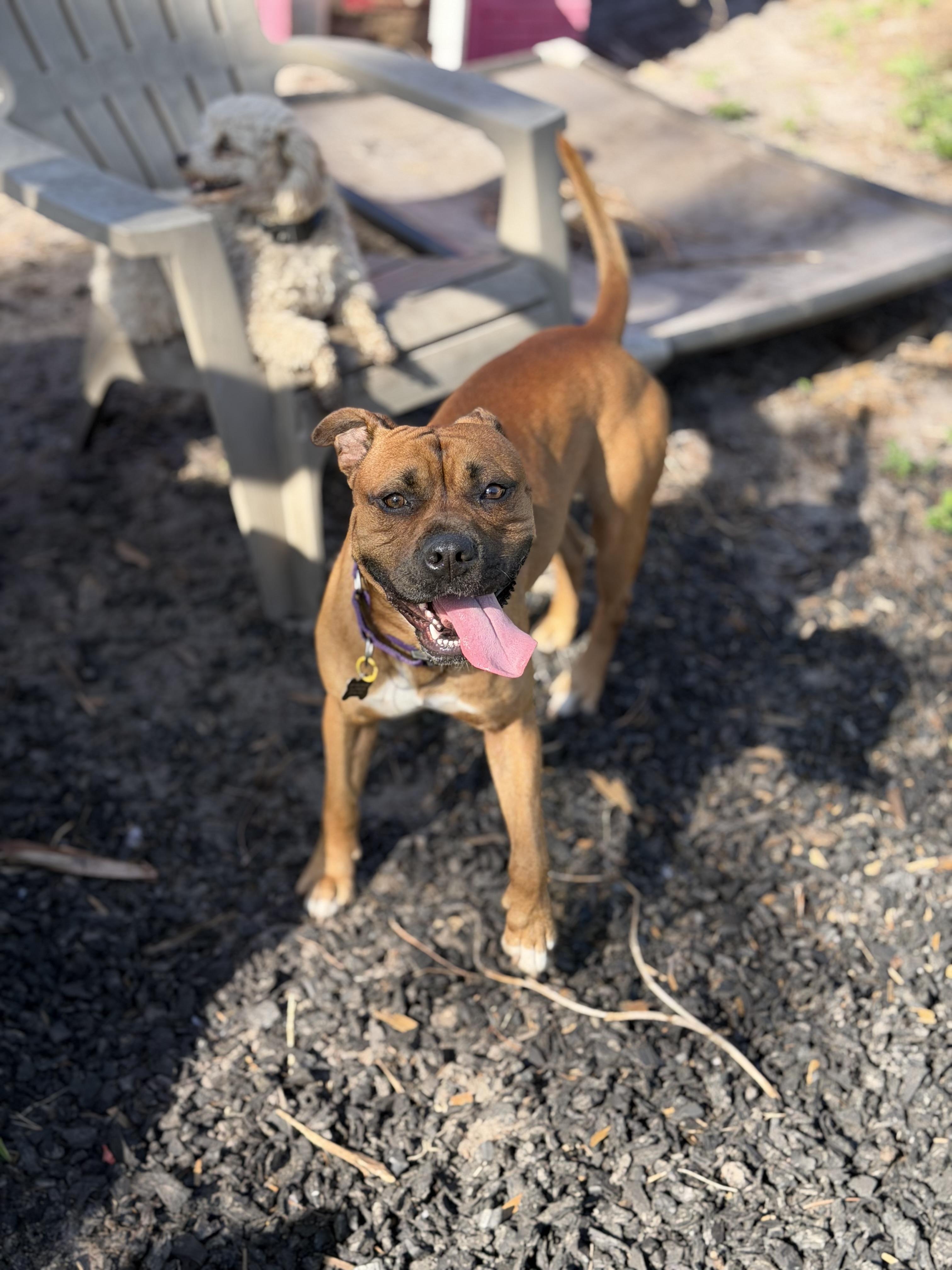 Enlarge Buck, a Adoptable mixed breed in Naples, FL image 4/5