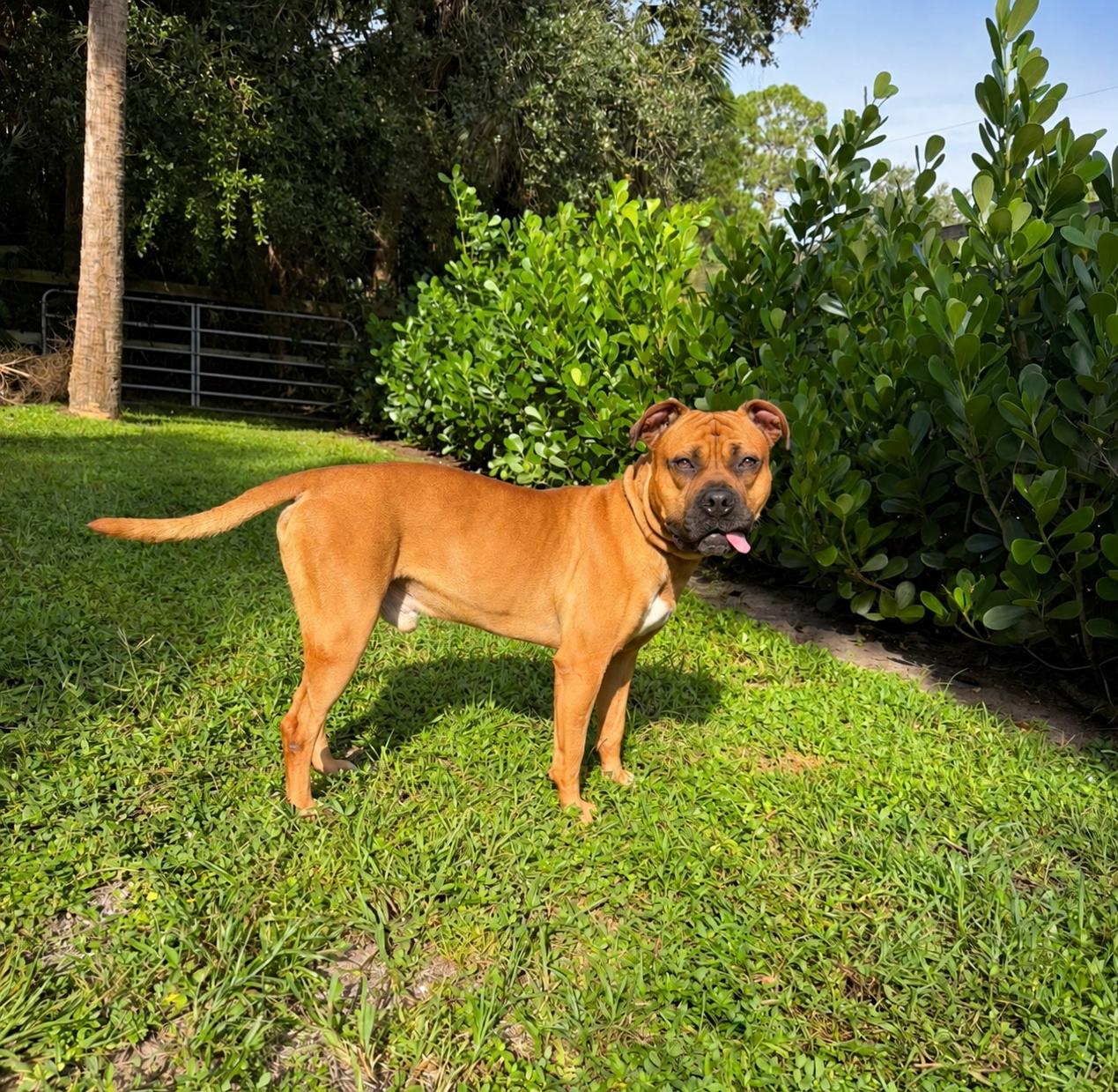 Enlarge Buck, a Adoptable mixed breed in Naples, FL image 2/5