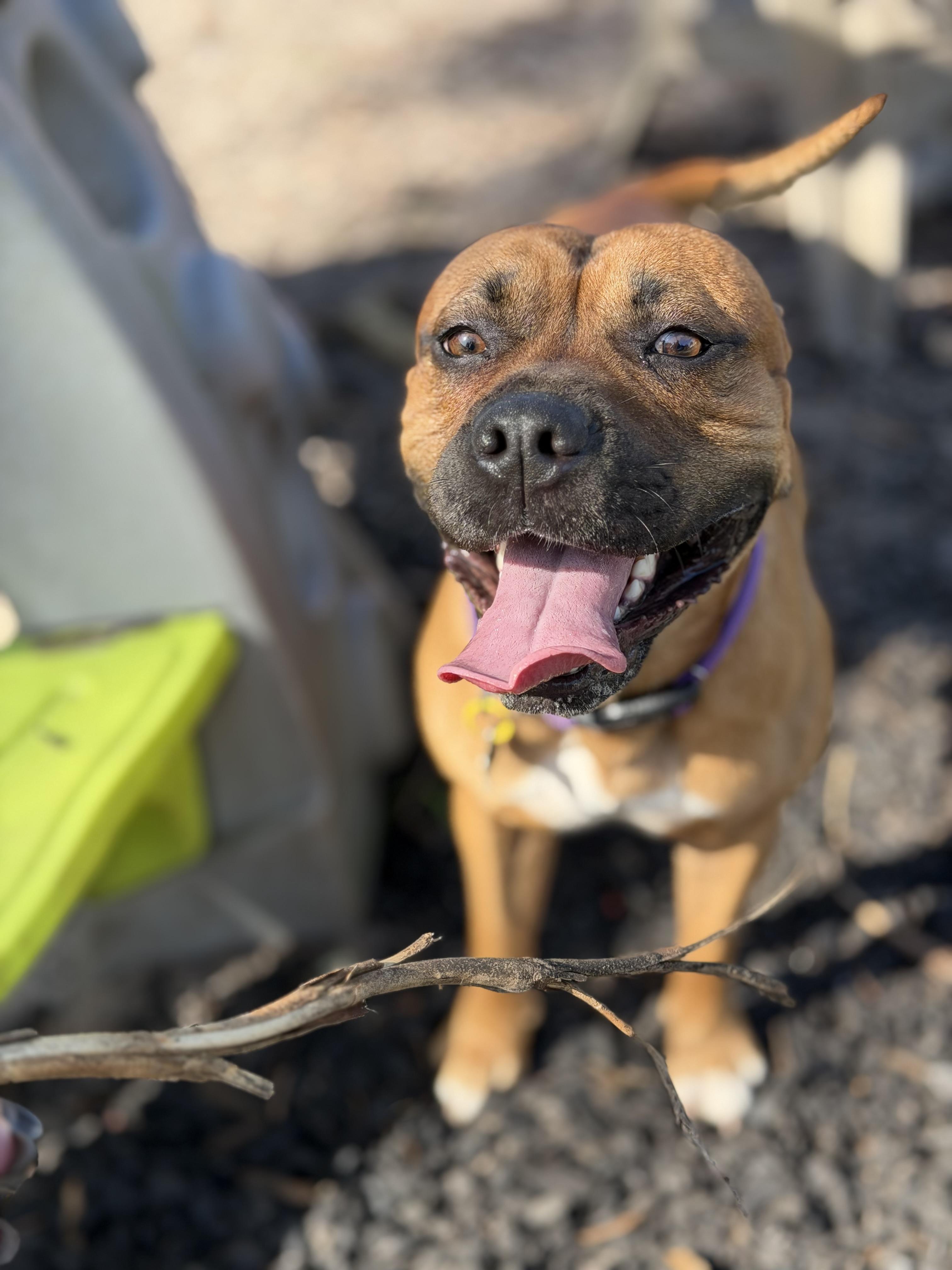 Enlarge Buck, a Adoptable mixed breed in Naples, FL image 5/5