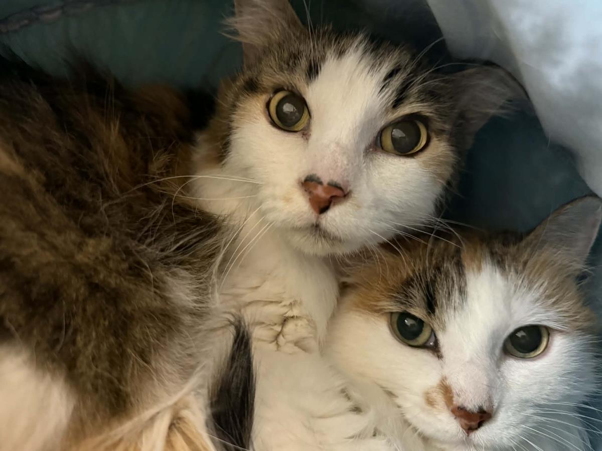 Enlarge Pixie Velvetpaws (Bonded To Trixie Velvetpaws), a Adoptable mixed breed in Chandler, AZ image 2/3