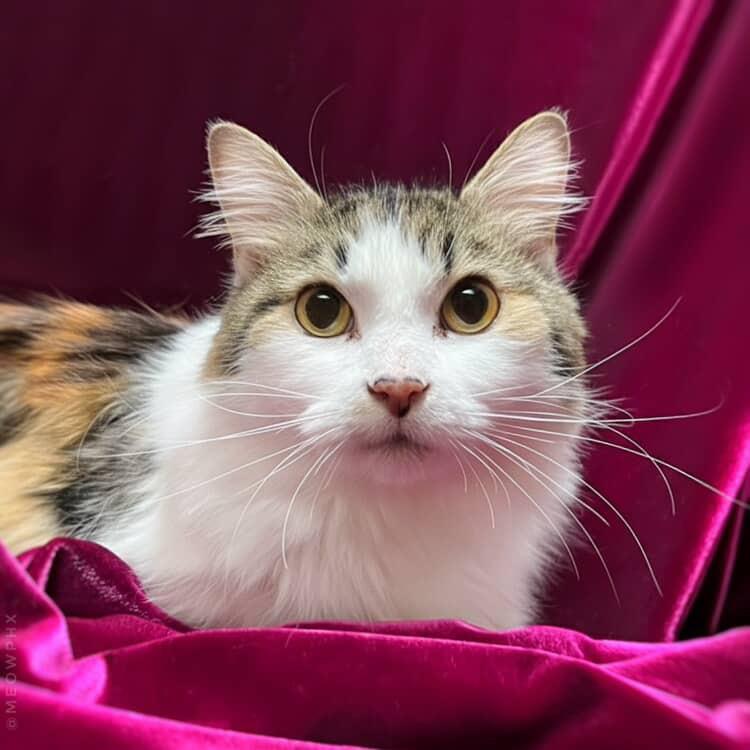 Enlarge Pixie Velvetpaws (Bonded To Trixie Velvetpaws), a Adoptable mixed breed in Chandler, AZ image 3/3